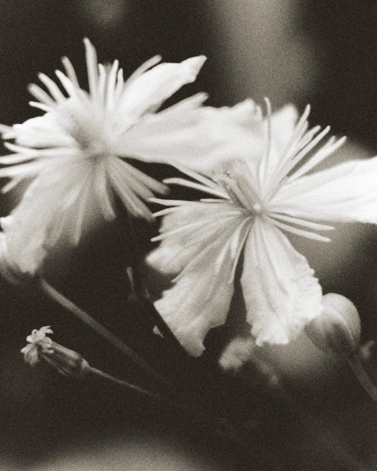 261801_FLOWERSONTHEEDGE_TILLYWACE_1664.jpg