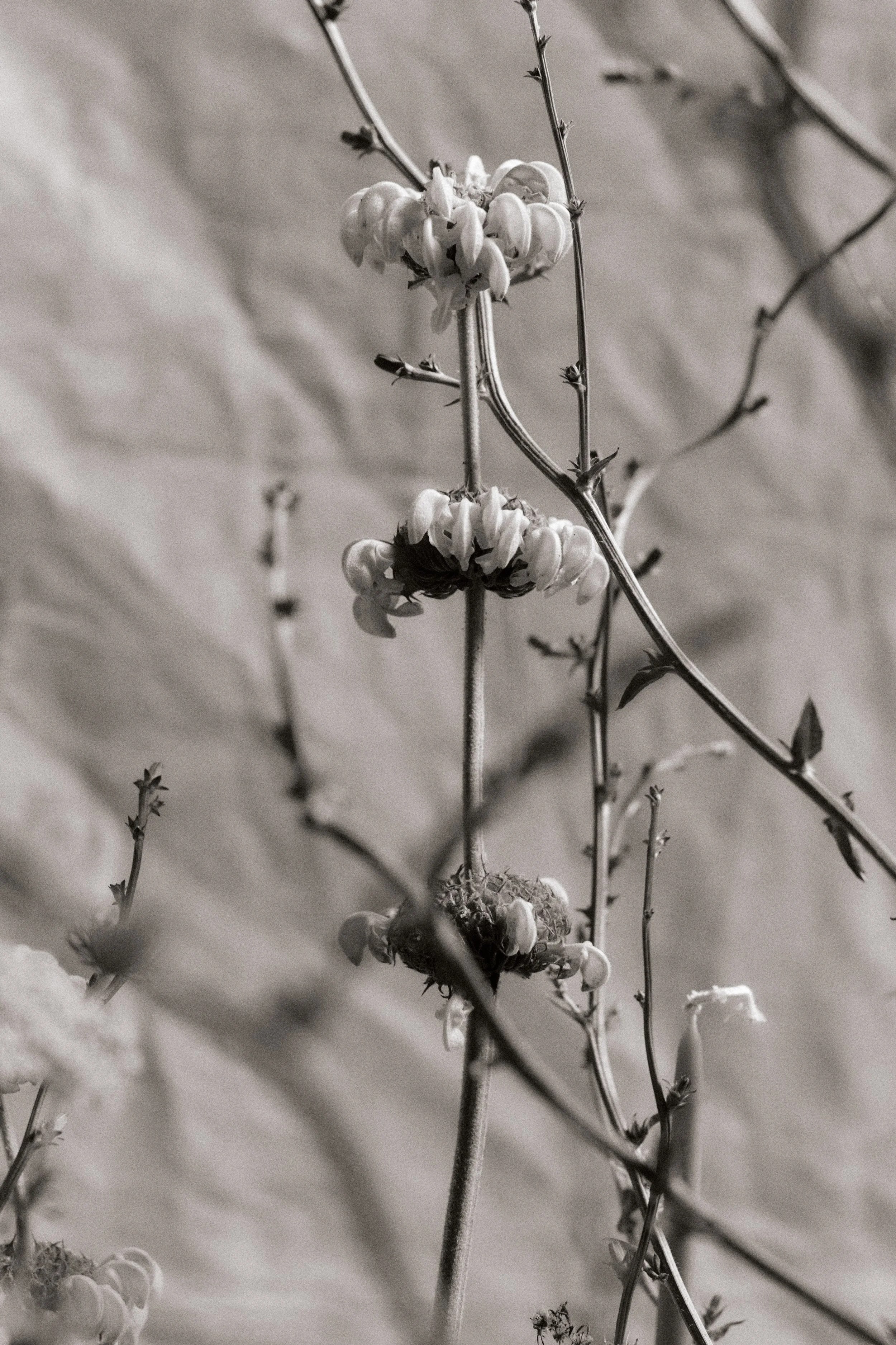 261801_FLOWERSONTHEEDGE_TILLYWACE_1329.jpg