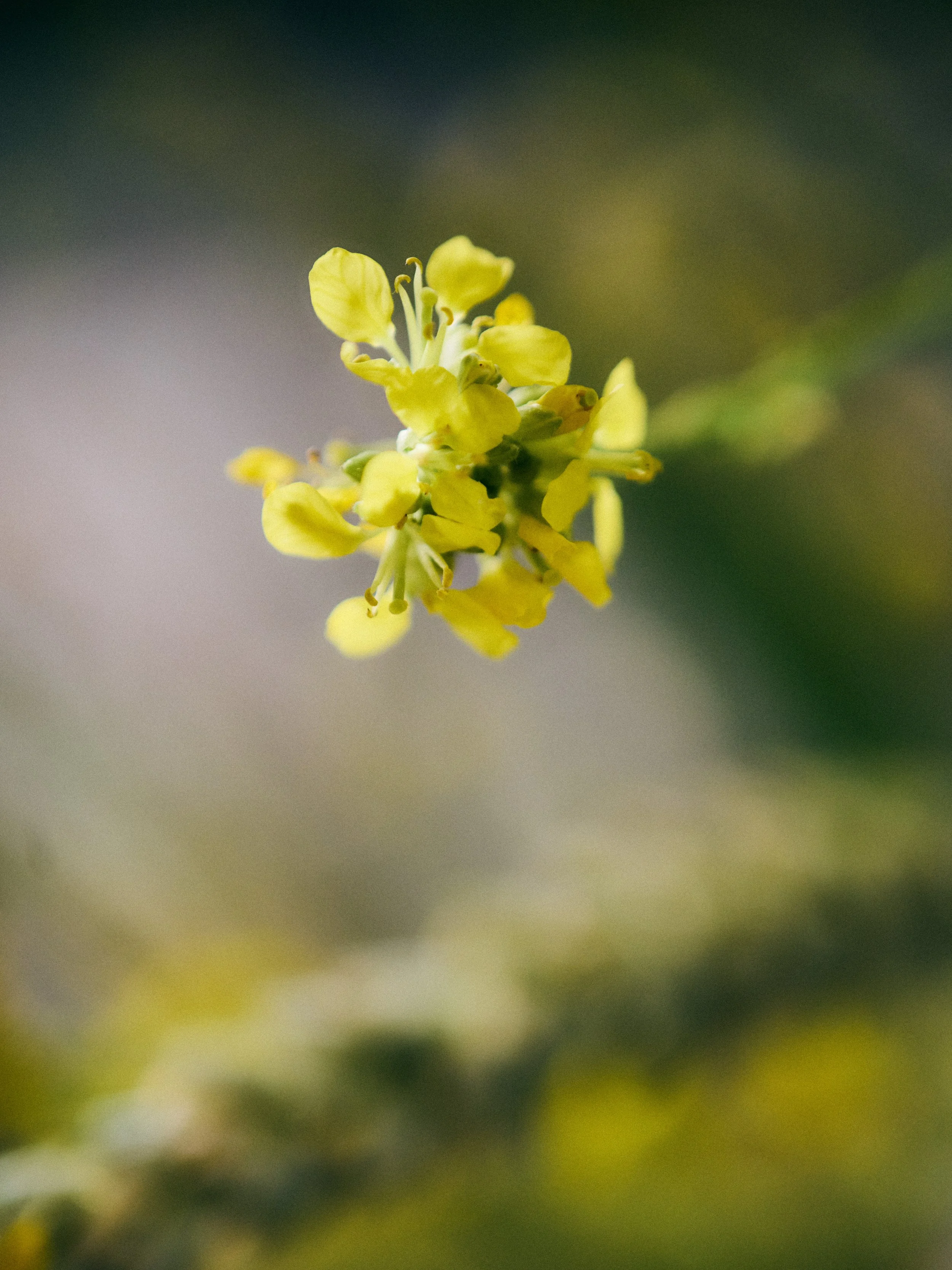 261801_FLOWERSONTHEEDGE_TILLYWACE_1387.jpg