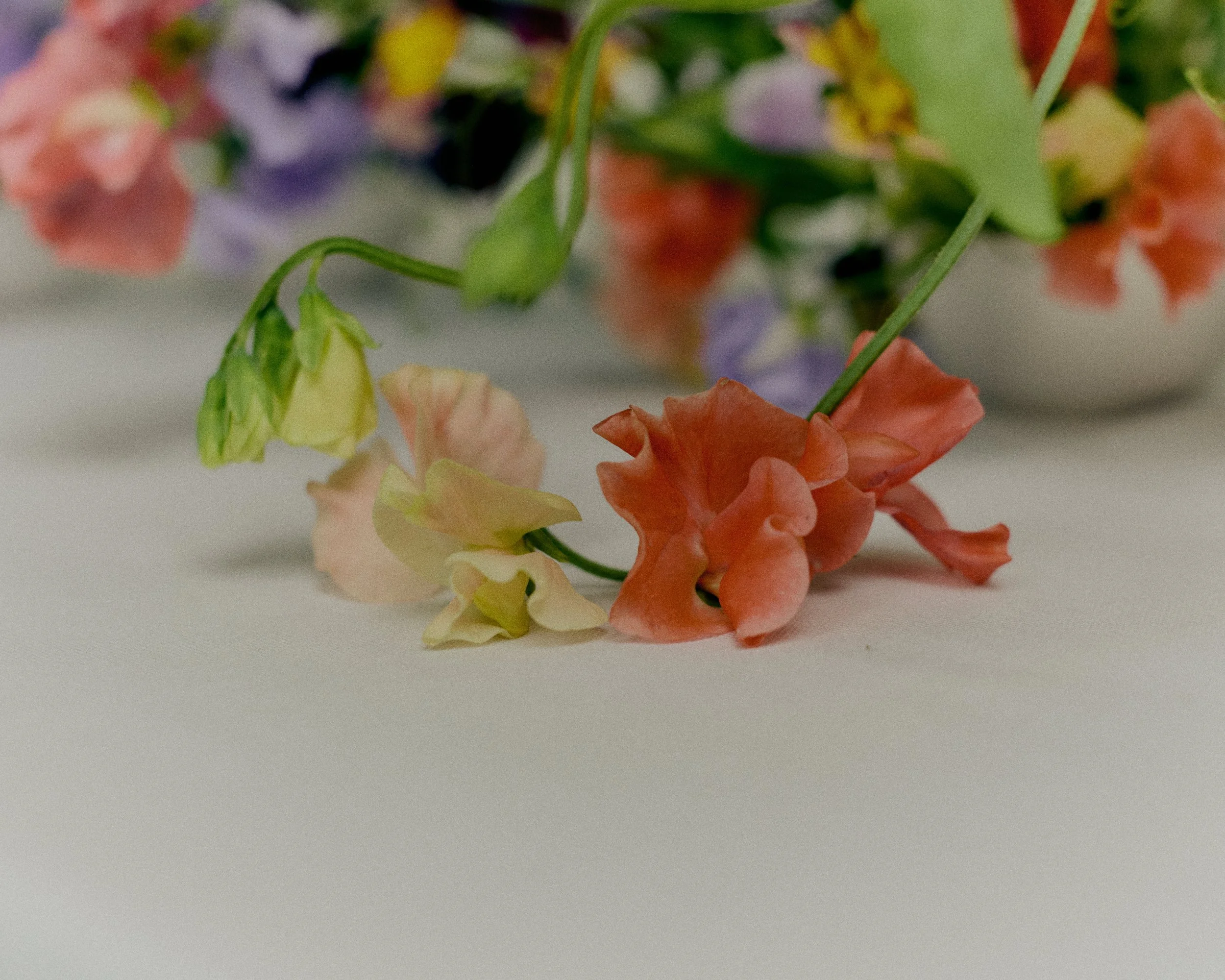 261801_FLOWERSONTHEEDGE_TILLYWACE_0986.jpg
