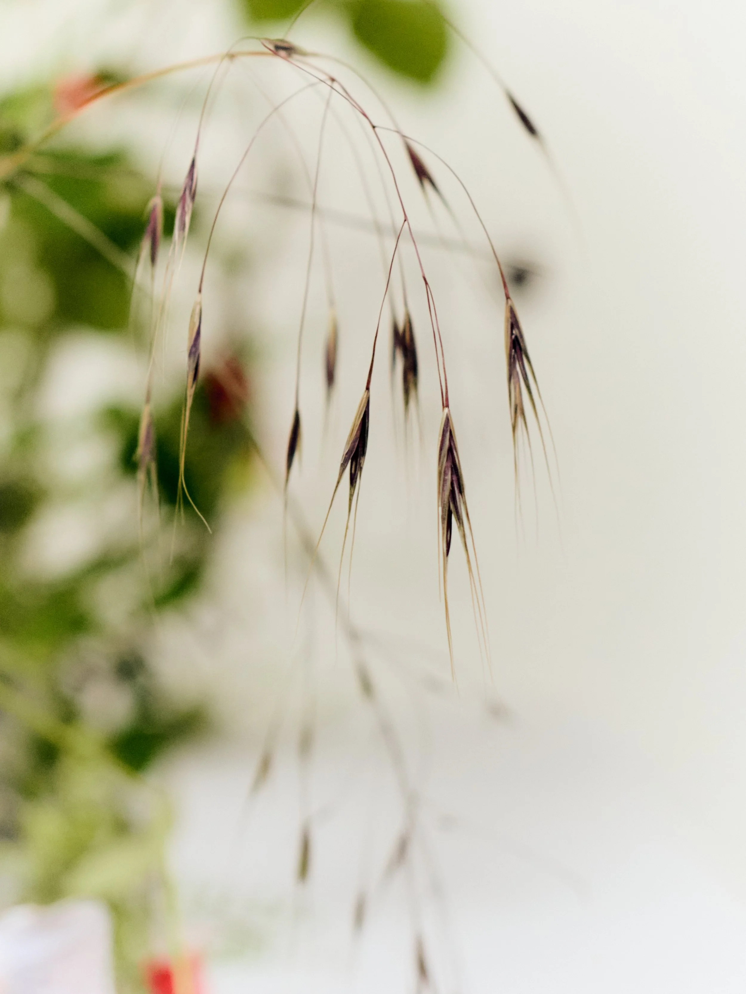 261801_FLOWERSONTHEEDGE_TILLYWACE_1567.jpg