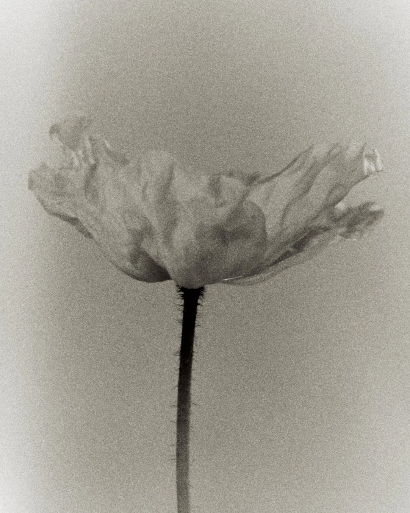 261801_FLOWERSONTHEEDGE_TILLYWACE_1722.jpg
