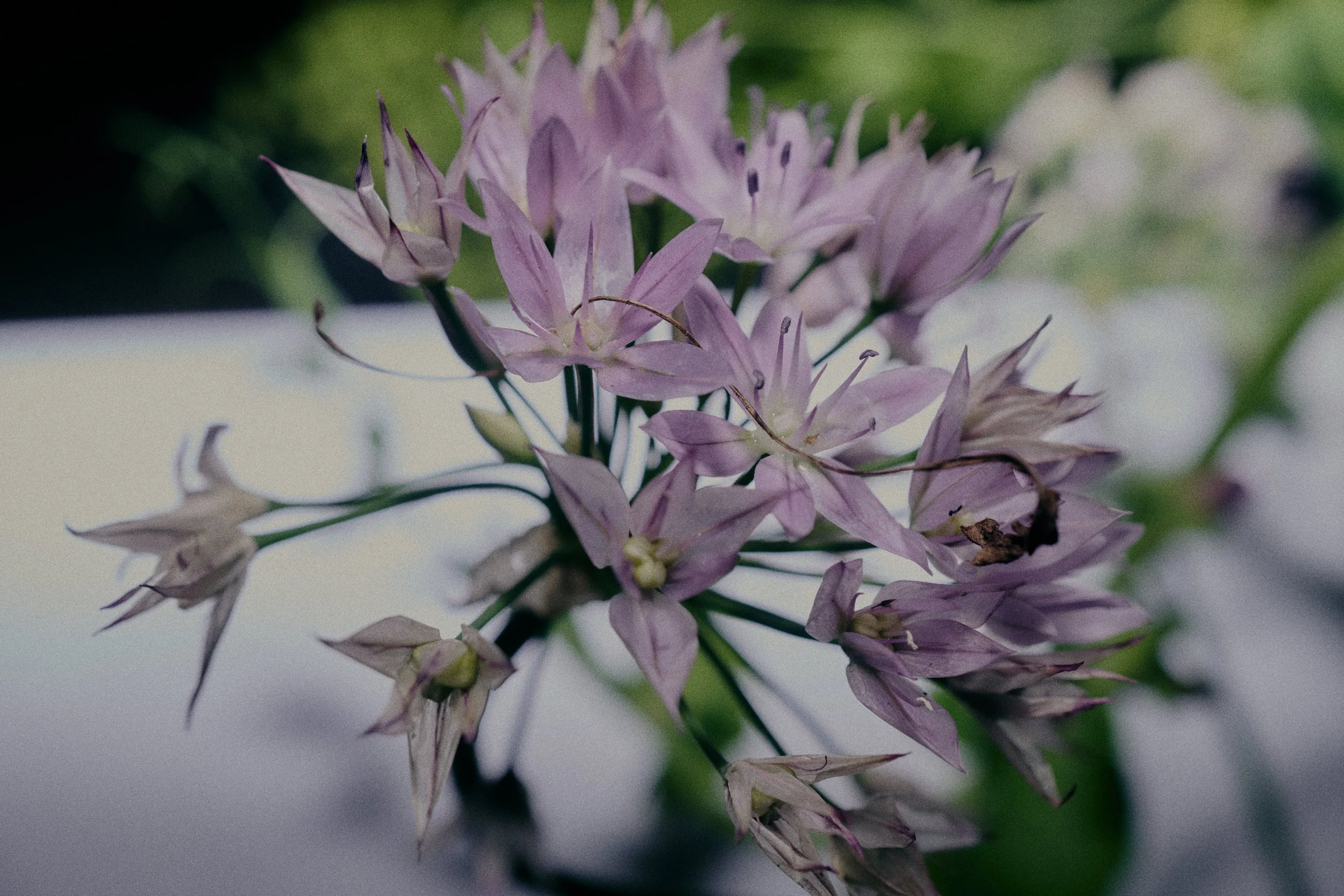 261801_FLOWERSONTHEEDGE_TILLYWACE_0703.jpg