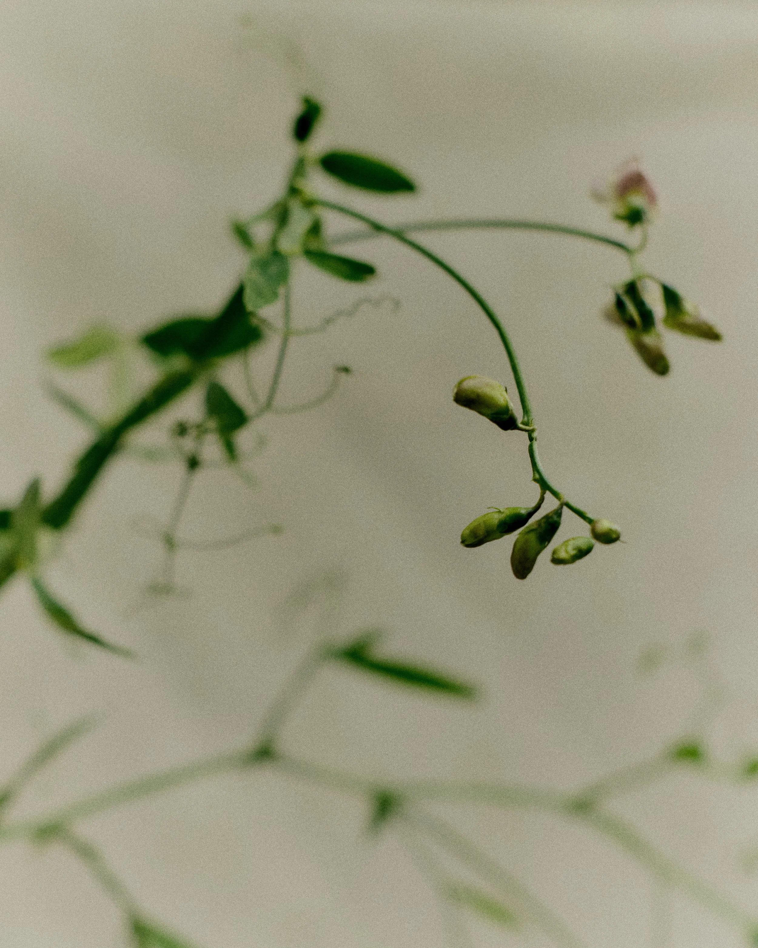 261801_FLOWERSONTHEEDGE_TILLYWACE_0980.jpg