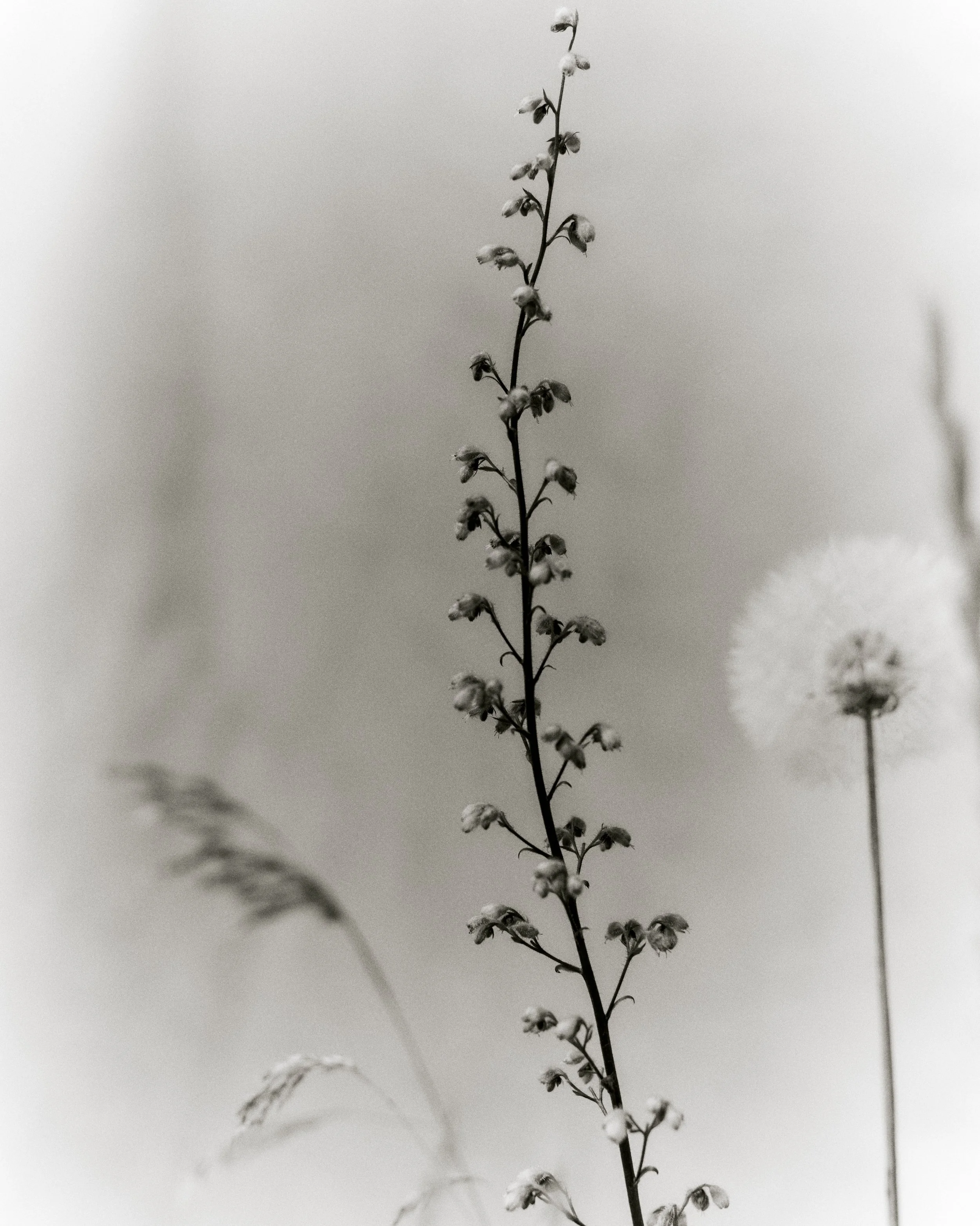 261801_FLOWERSONTHEEDGE_TILLYWACE_1379.jpg