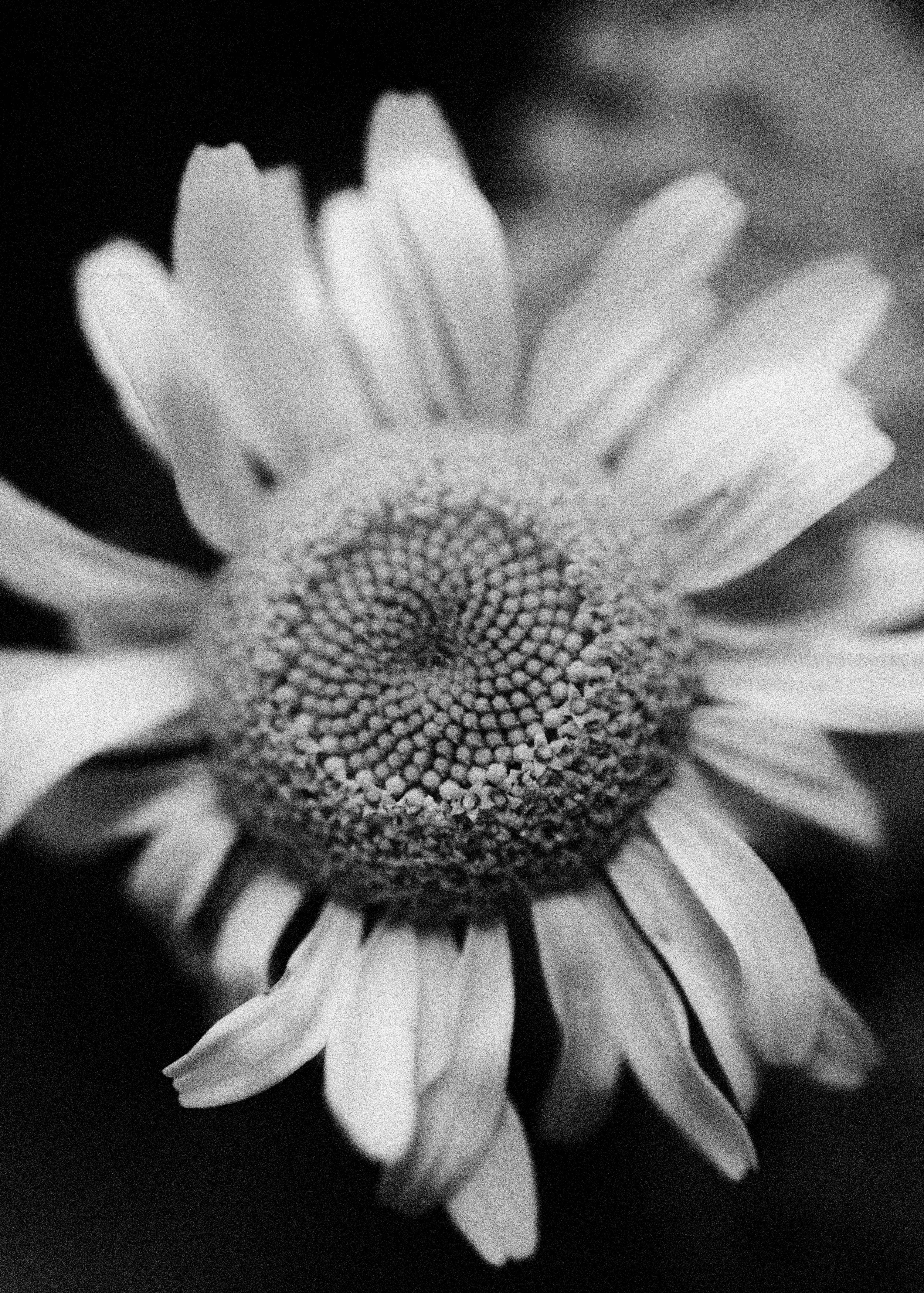 261801_FLOWERSONTHEEDGE_TILLYWACE_0690.jpg