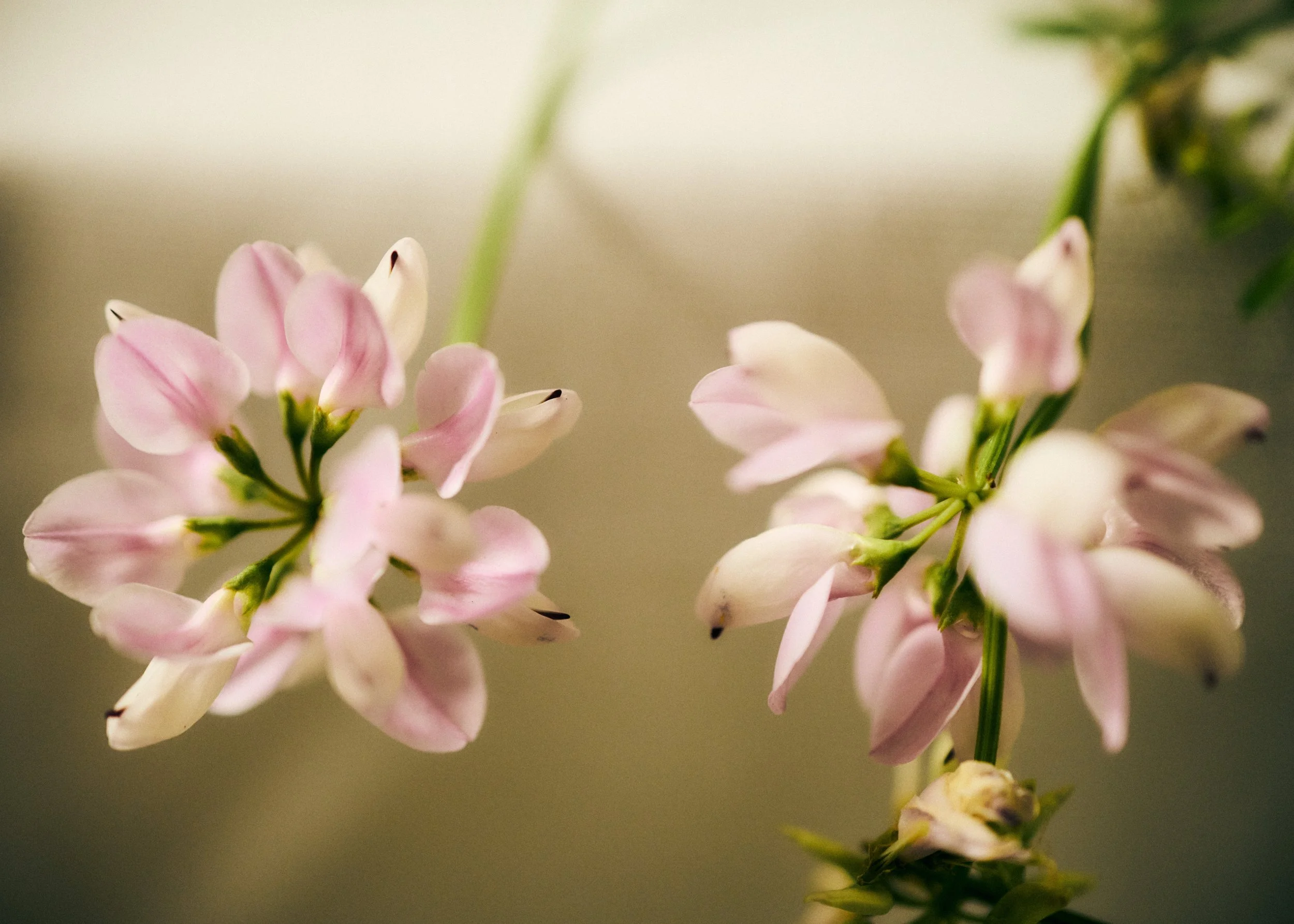 261801_FLOWERSONTHEEDGE_TILLYWACE_1389.jpg
