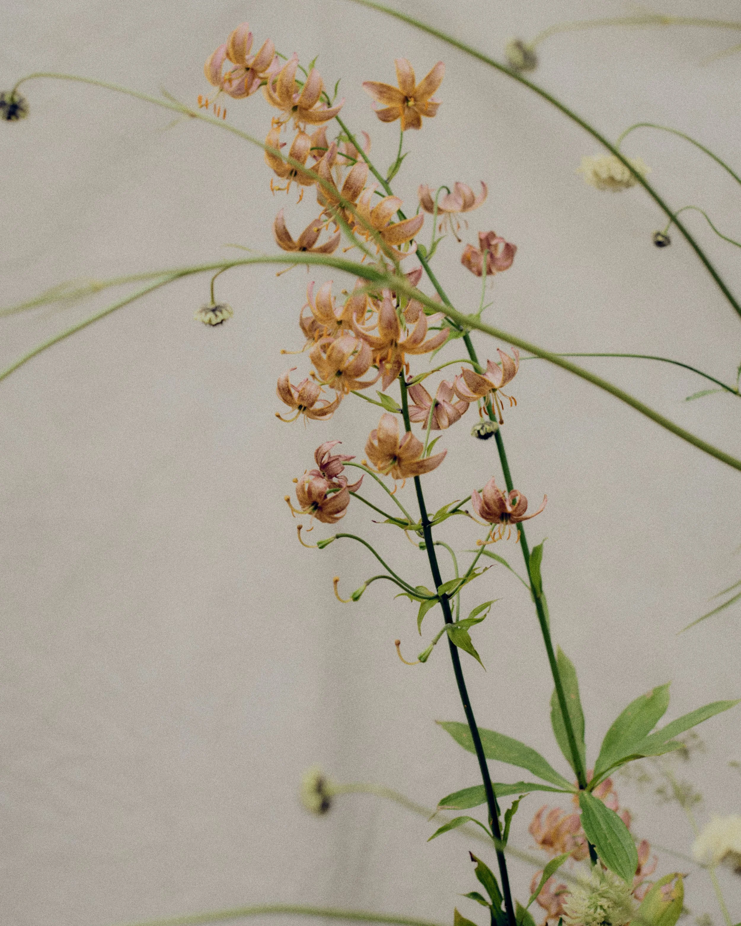 261801_FLOWERSONTHEEDGE_TILLYWACE_0886.jpg