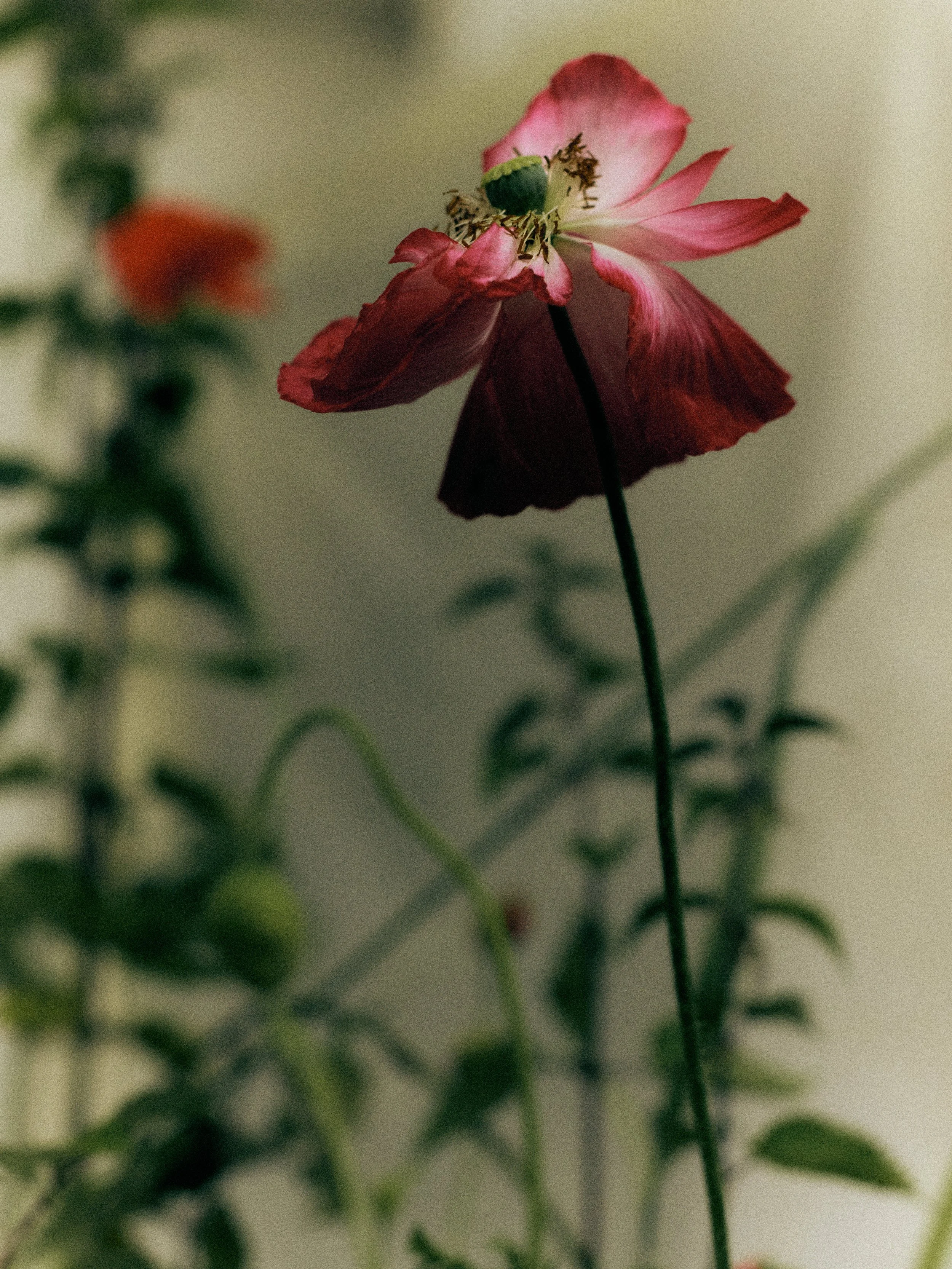 261801_FLOWERSONTHEEDGE_TILLYWACE_1519.jpg