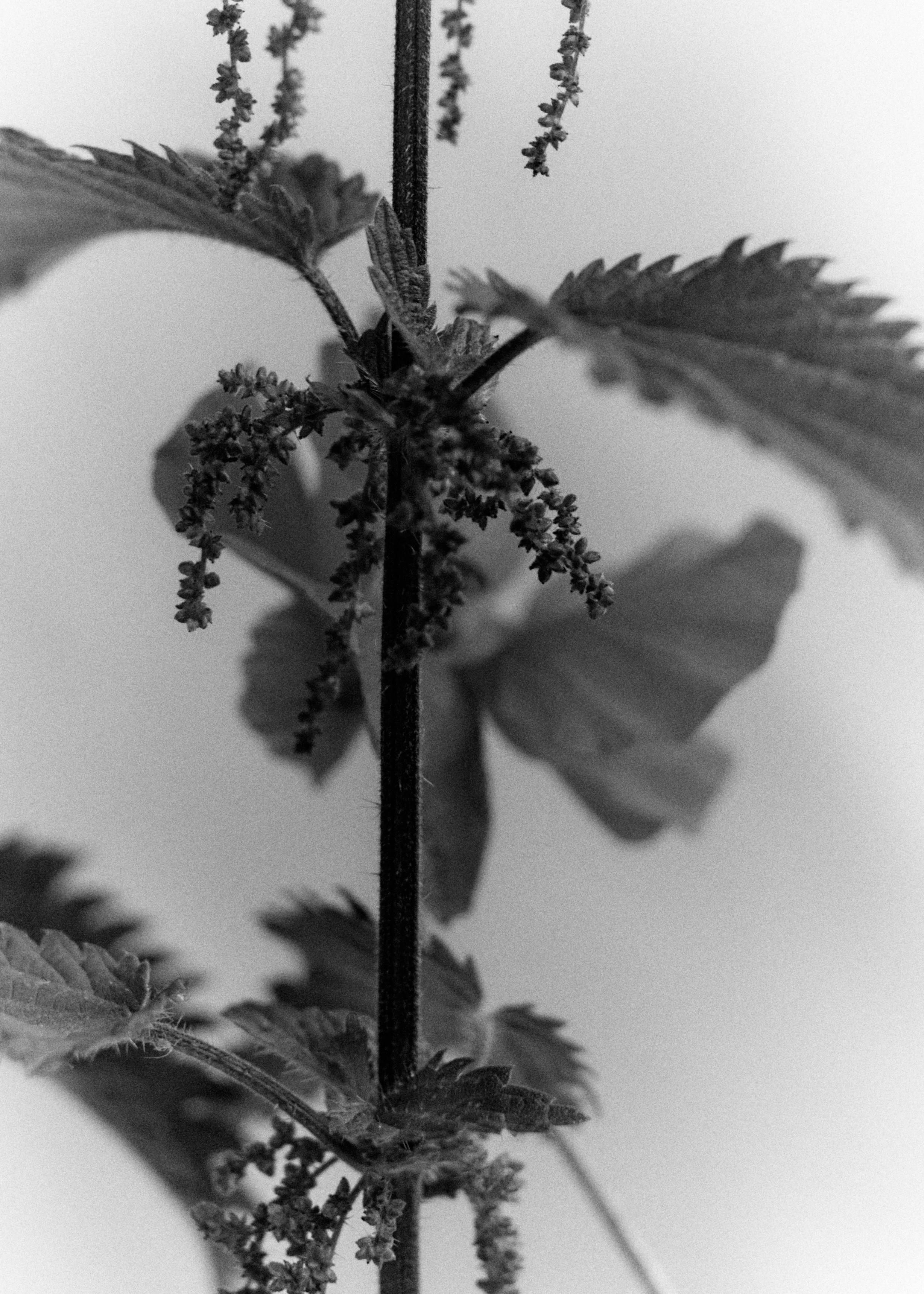 261801_FLOWERSONTHEEDGE_TILLYWACE_1546 1.jpg