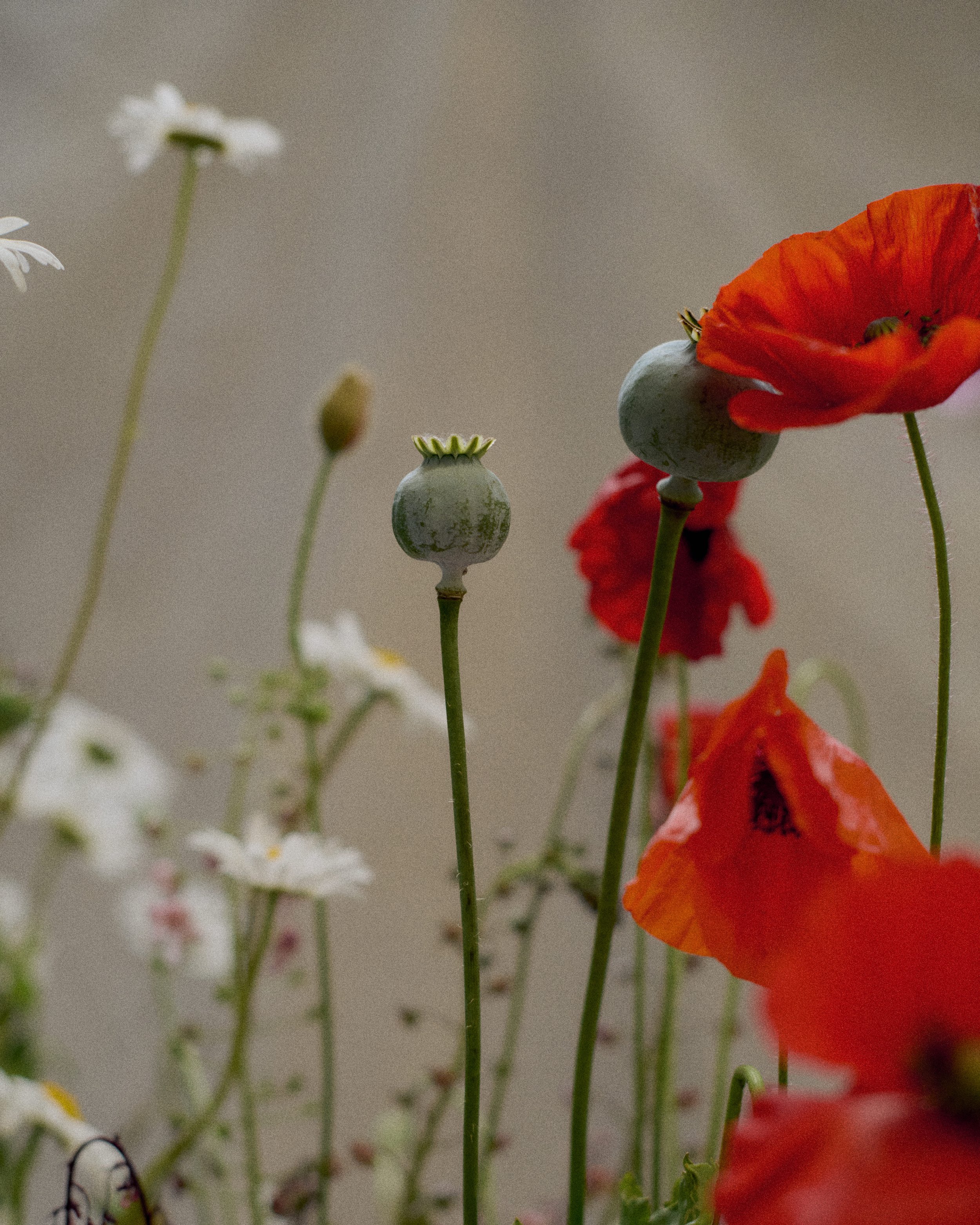 261801_FLOWERSONTHEEDGE_TILLYWACE_1771.jpg