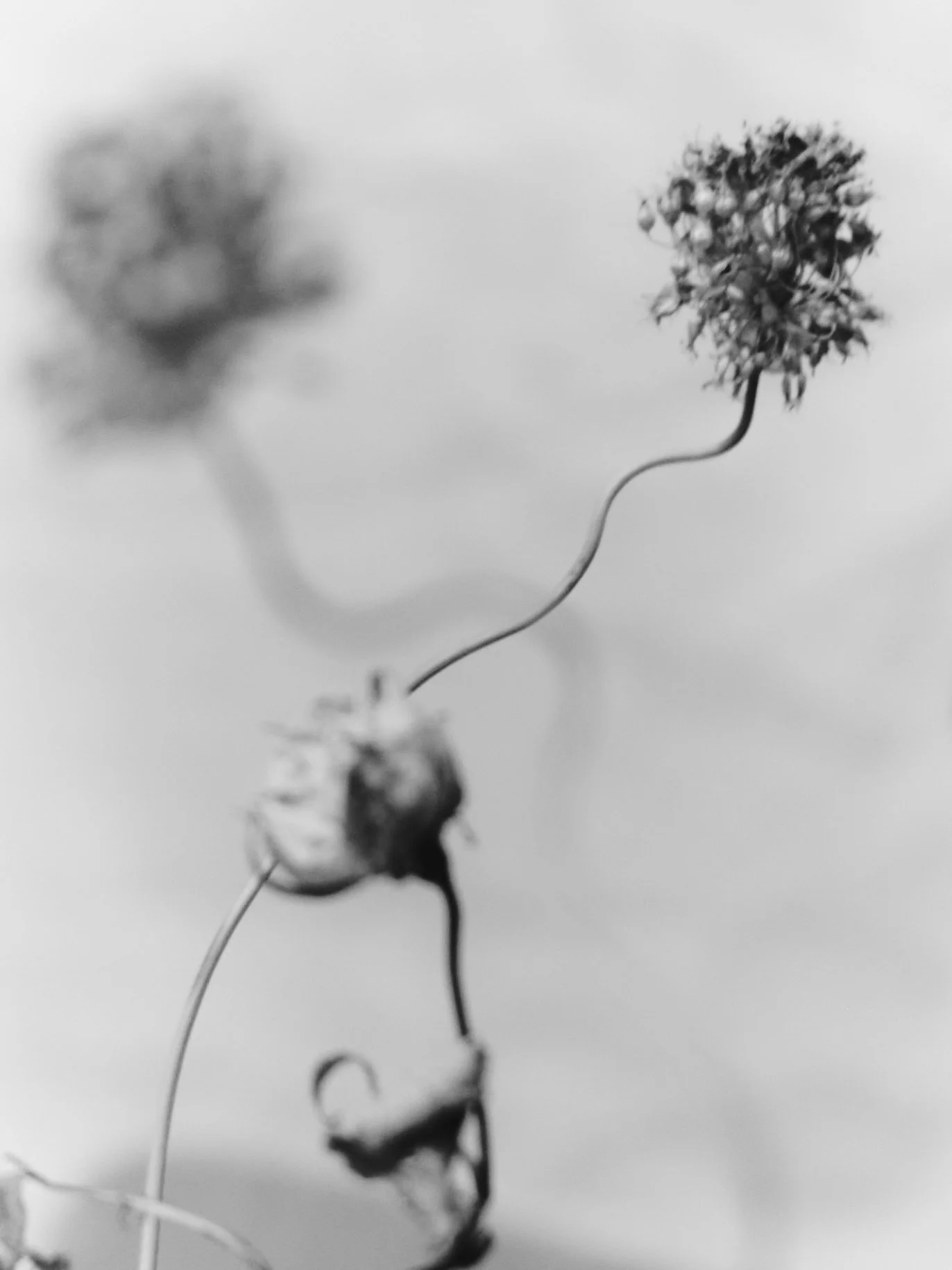 261801_FLOWERSONTHEEDGE_TILLYWACE_1885.jpg