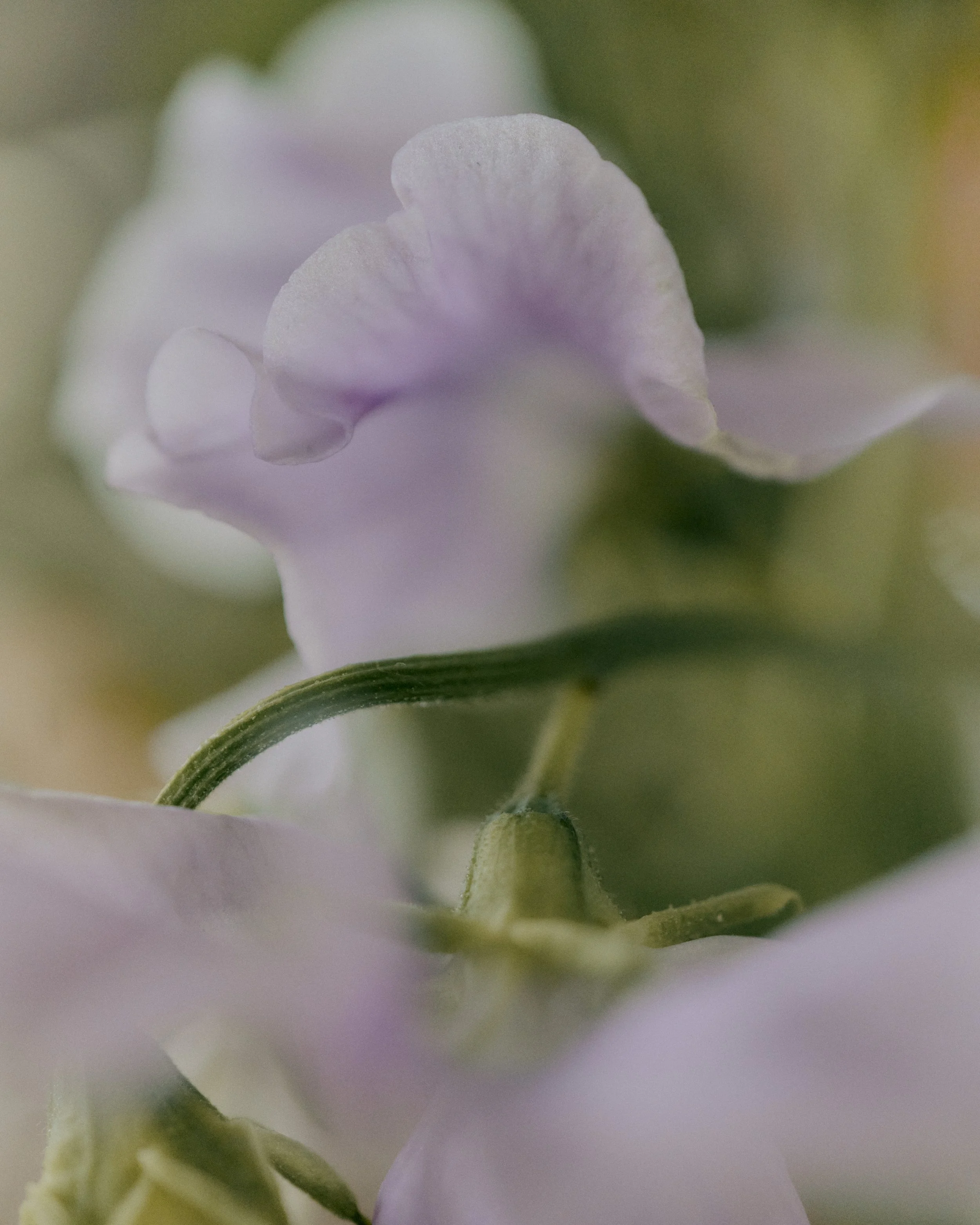 261801_FLOWERSONTHEEDGE_TILLYWACE_0817.jpg
