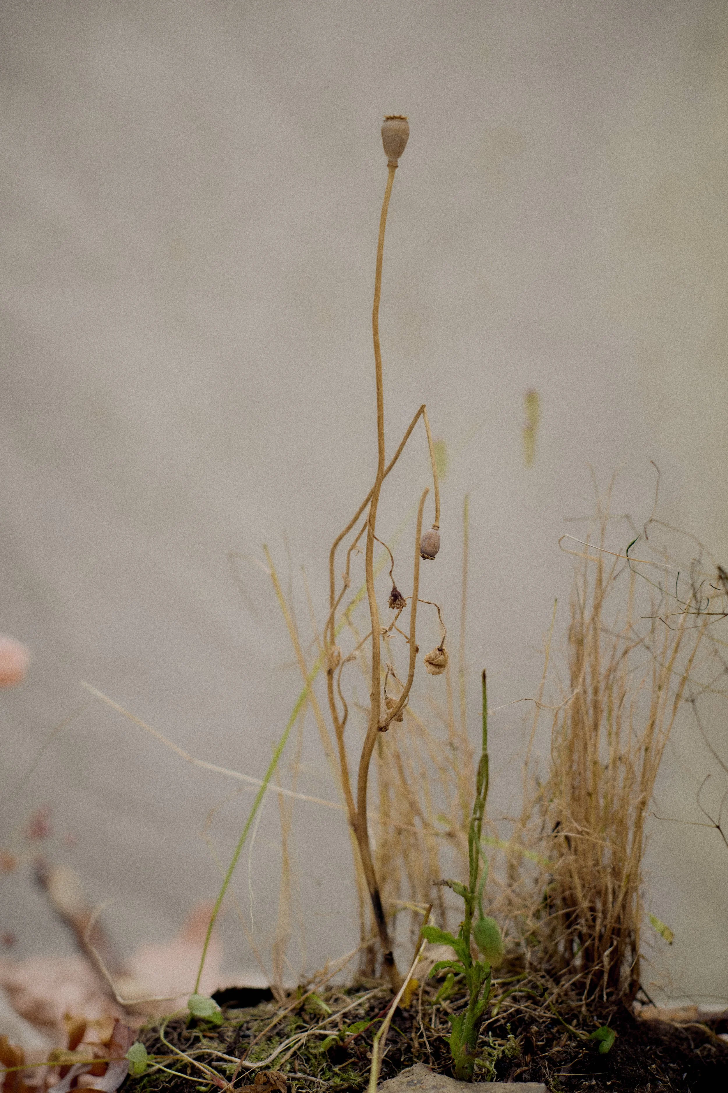 261801_FLOWERSONTHEEDGE_TILLYWACE_0969.jpg