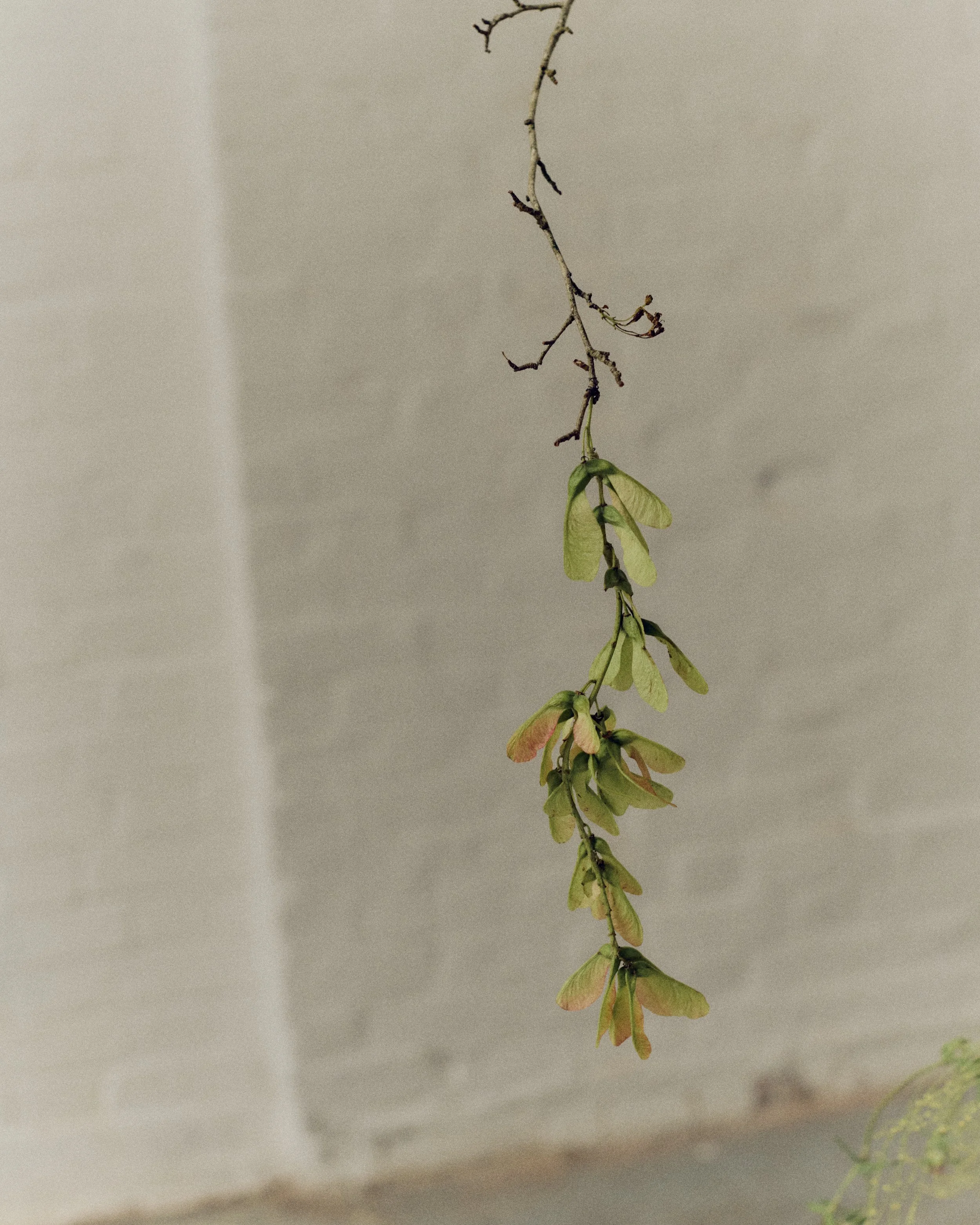 261801_FLOWERSONTHEEDGE_TILLYWACE_1346.jpg