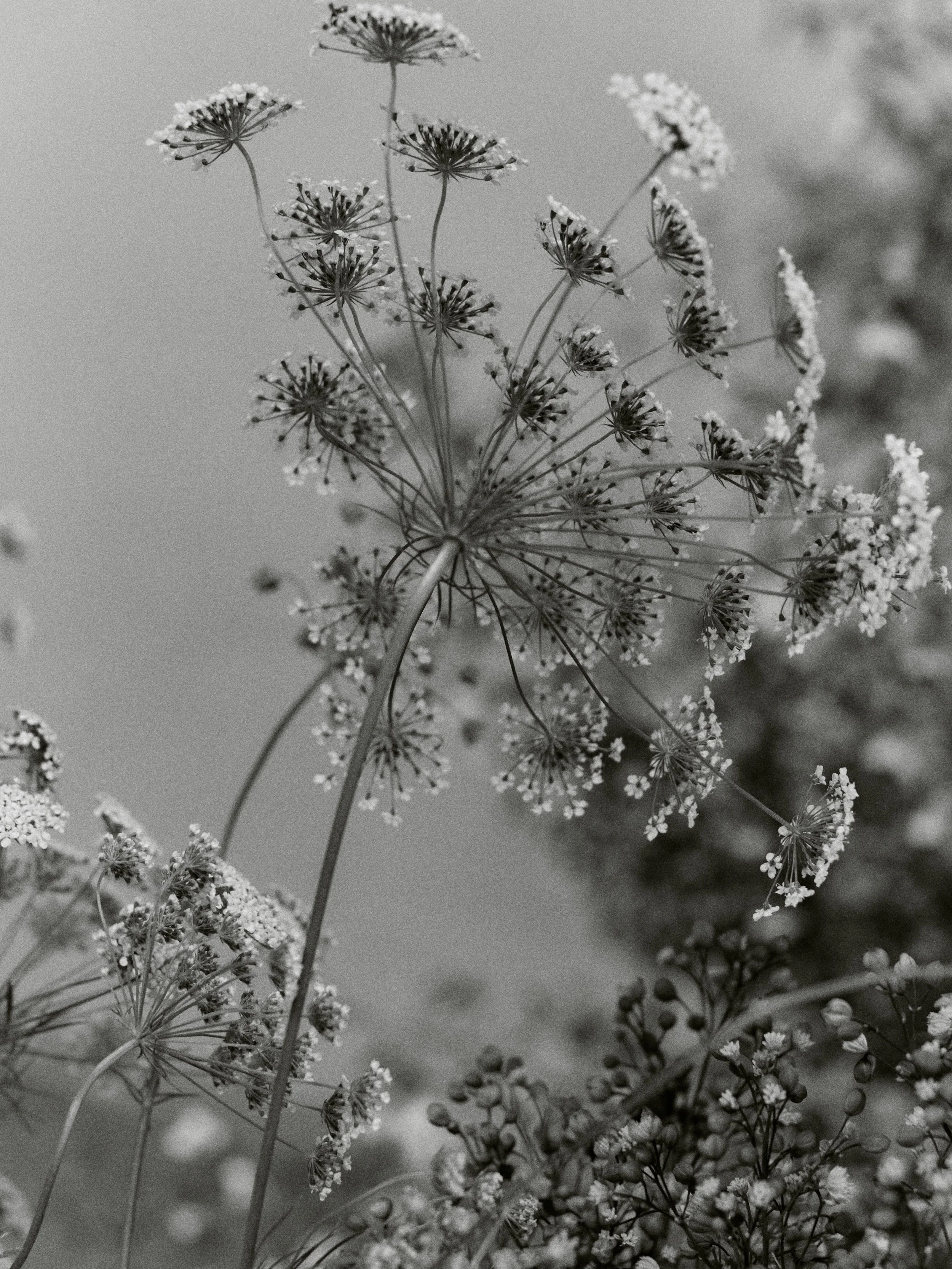 261801_FLOWERSONTHEEDGE_TILLYWACE_0329.jpg