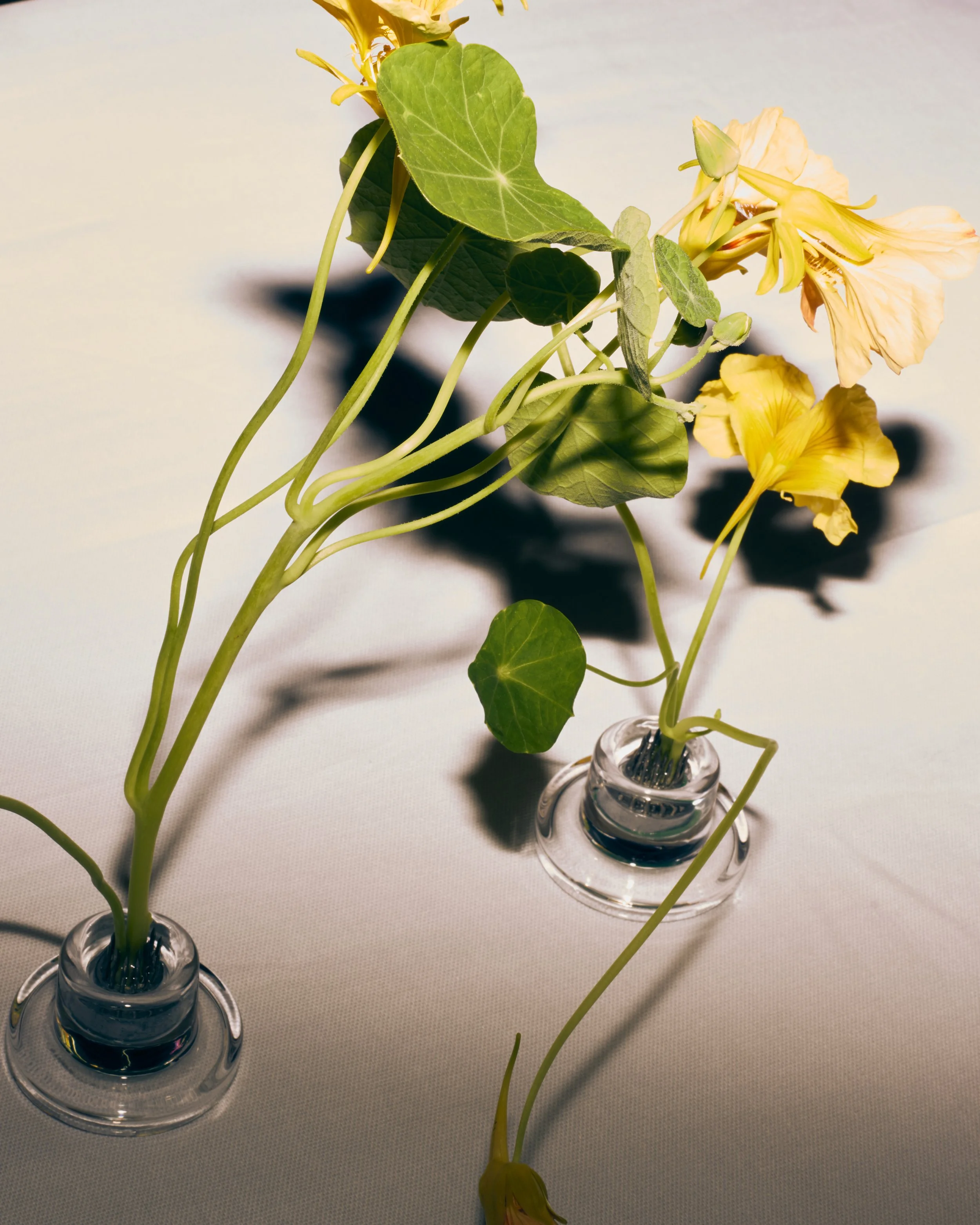 261801_FLOWERSONTHEEDGE_TILLYWACE_0473.jpg