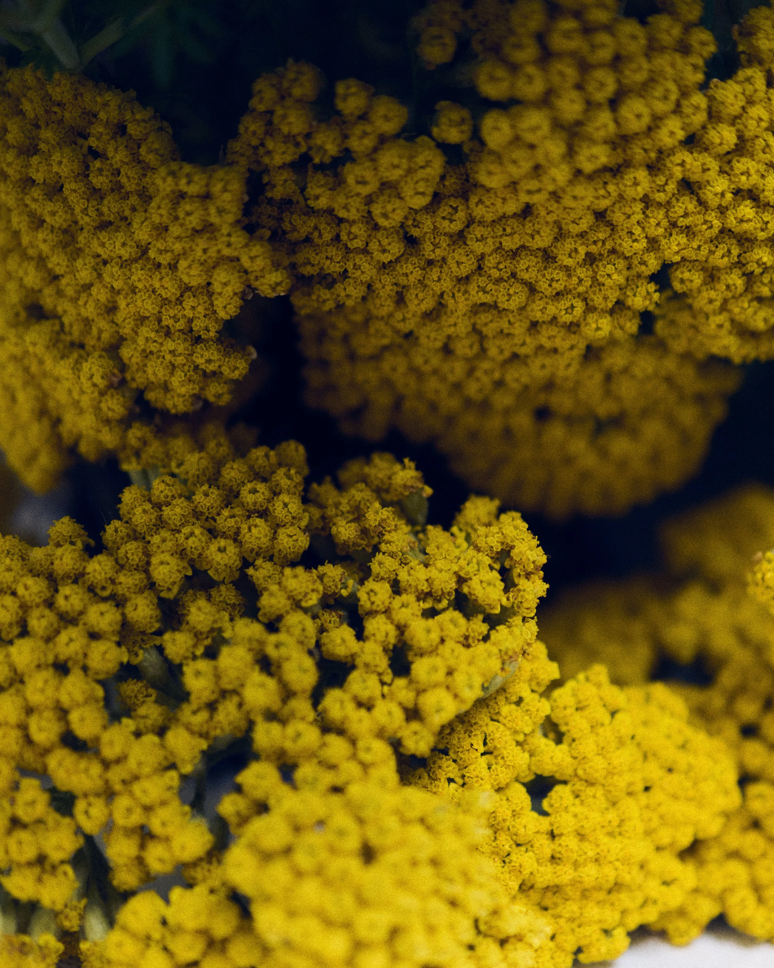 261801_FLOWERSONTHEEDGE_TILLYWACE_0696.jpg