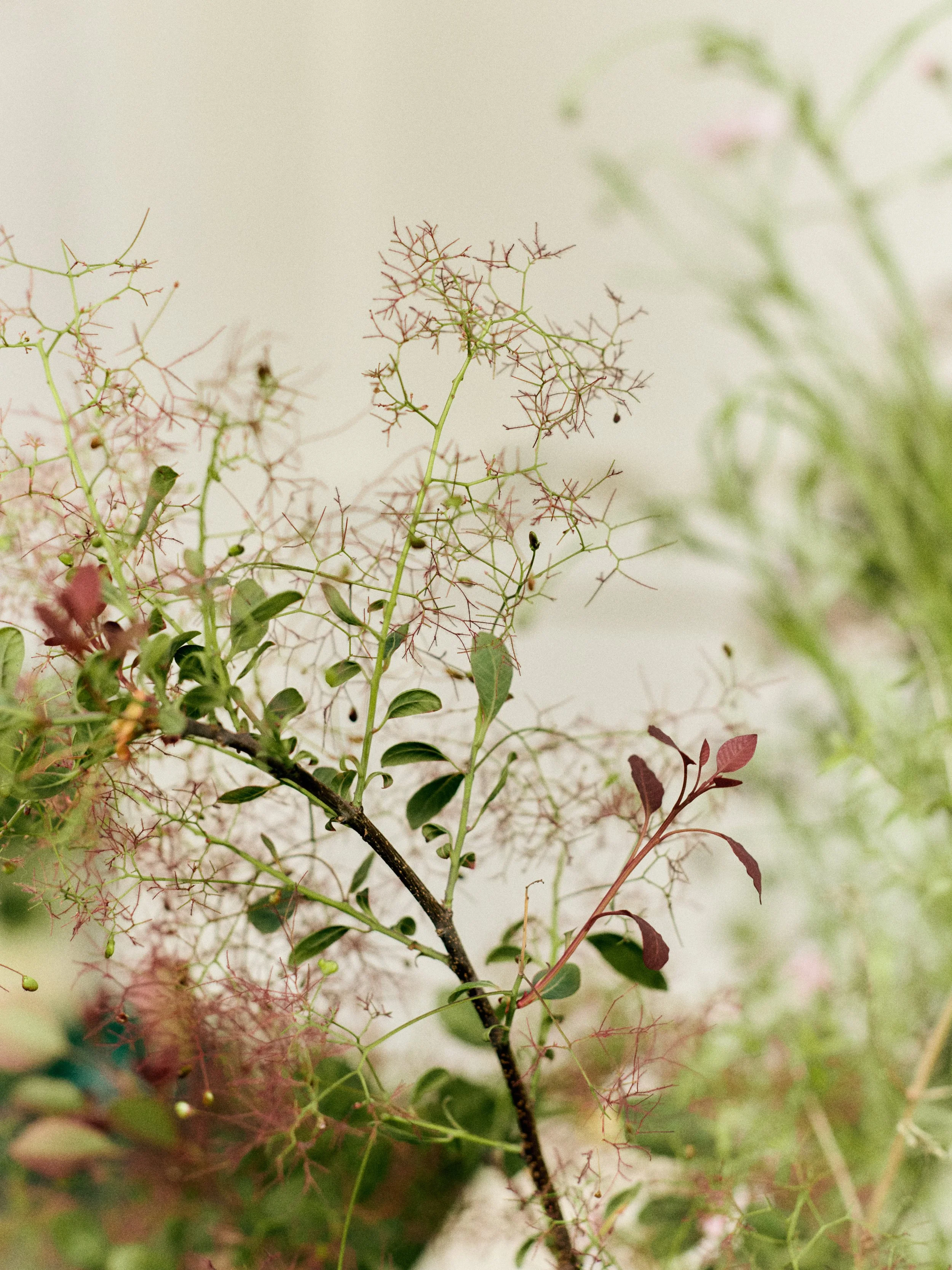 261801_FLOWERSONTHEEDGE_TILLYWACE_0791.jpg