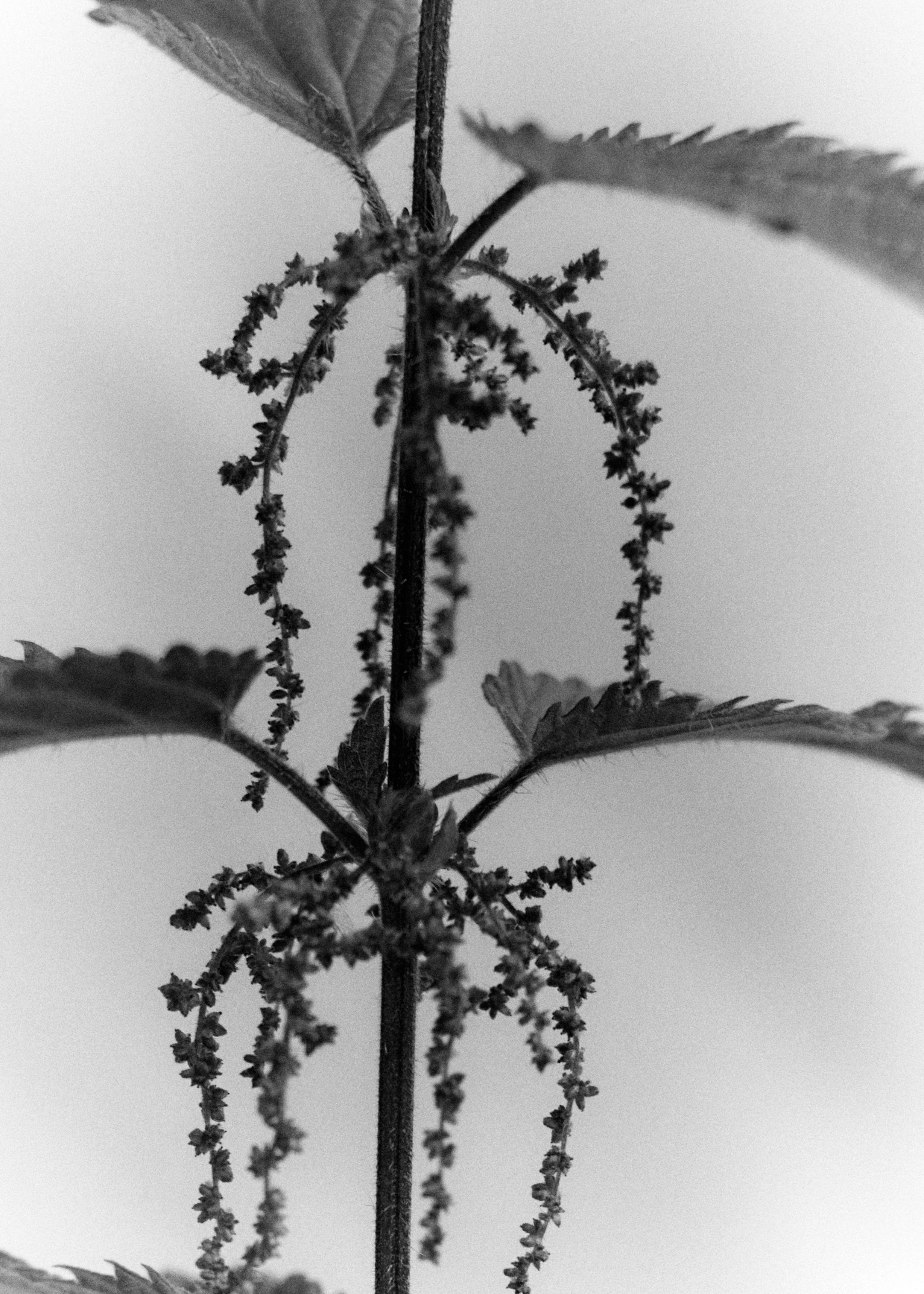 261801_FLOWERSONTHEEDGE_TILLYWACE_1546.jpg