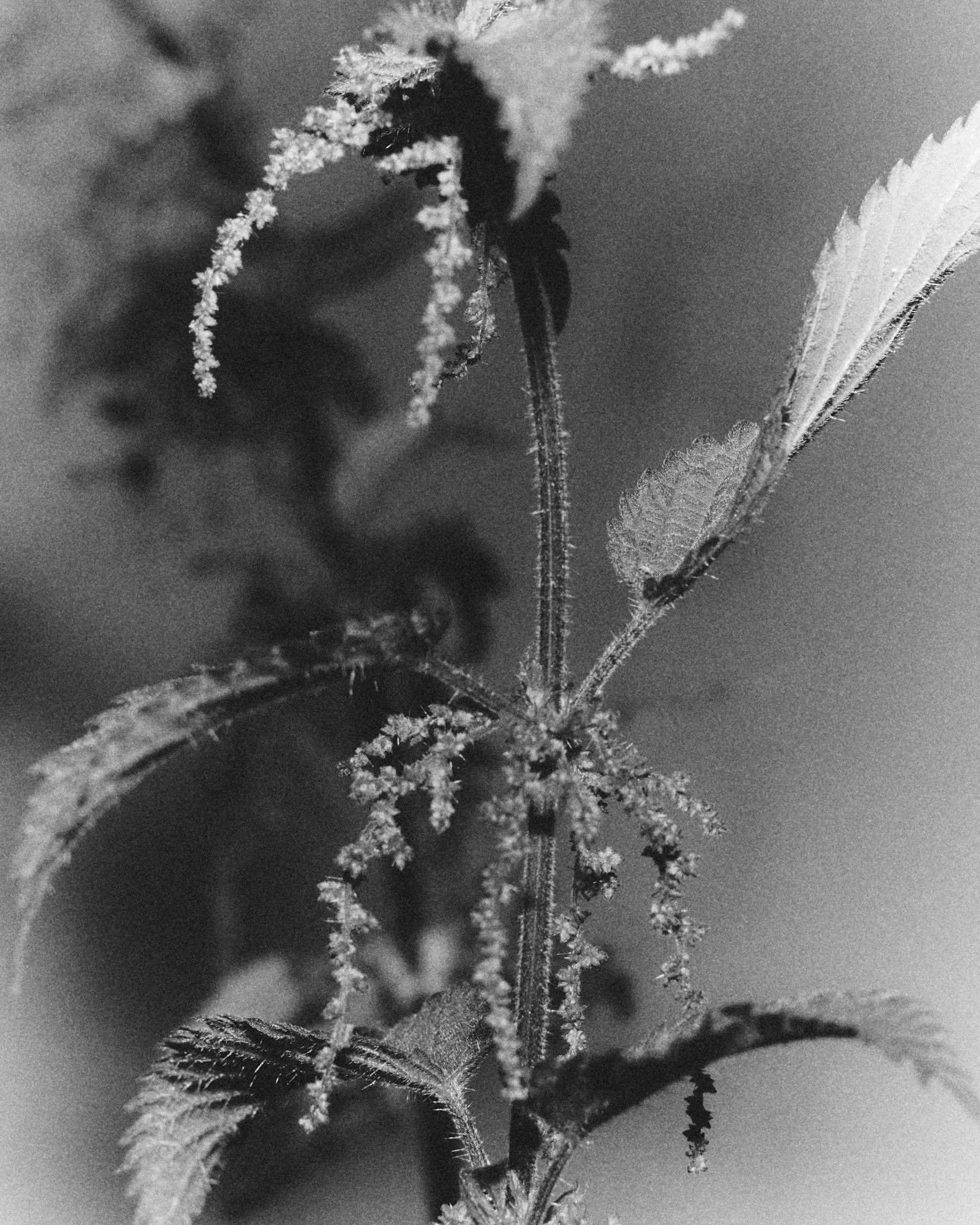 261801_FLOWERSONTHEEDGE_TILLYWACE_0529.jpg