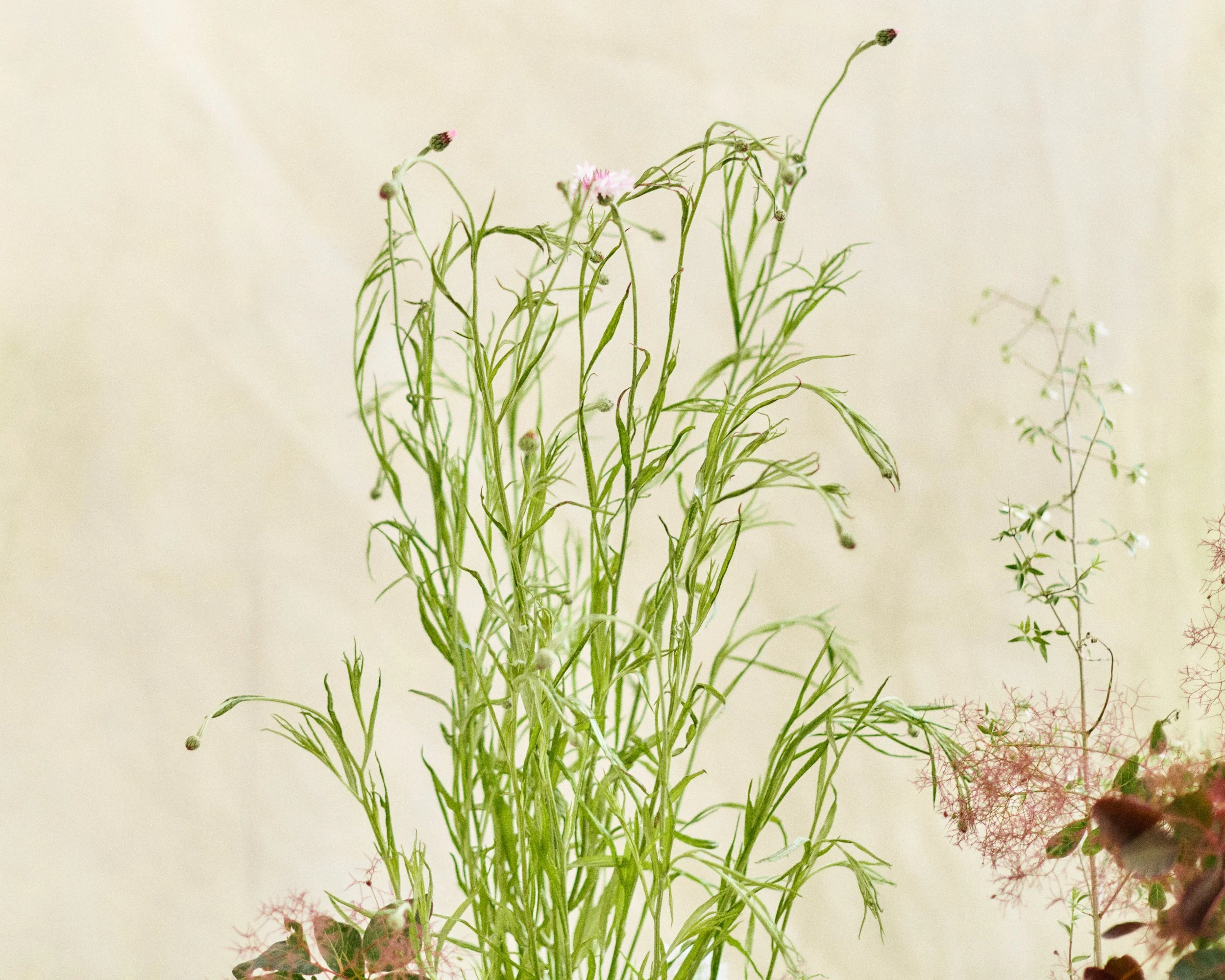 261801_FLOWERSONTHEEDGE_TILLYWACE_1614.jpg