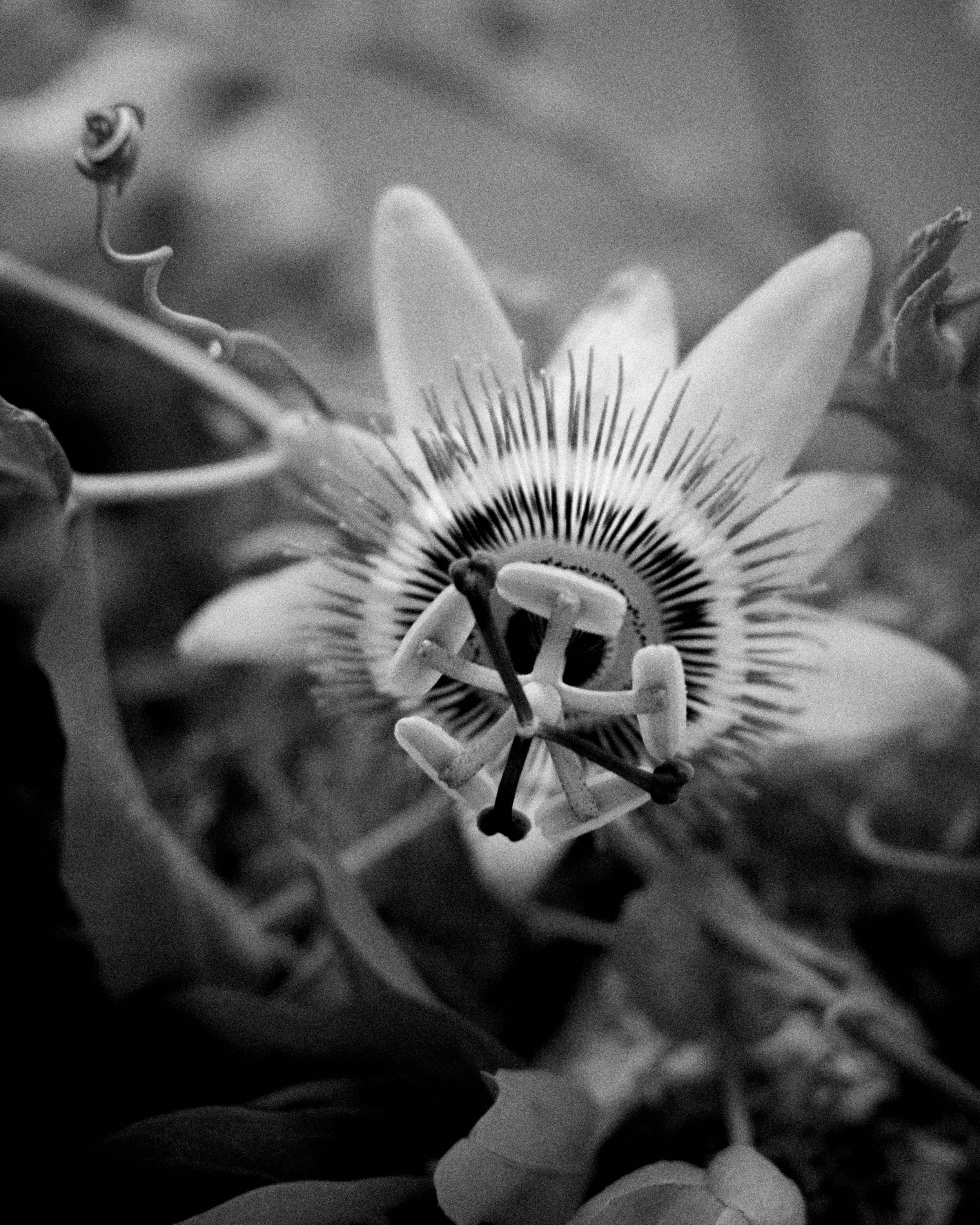 261801_FLOWERSONTHEEDGE_TILLYWACE_1747.jpg