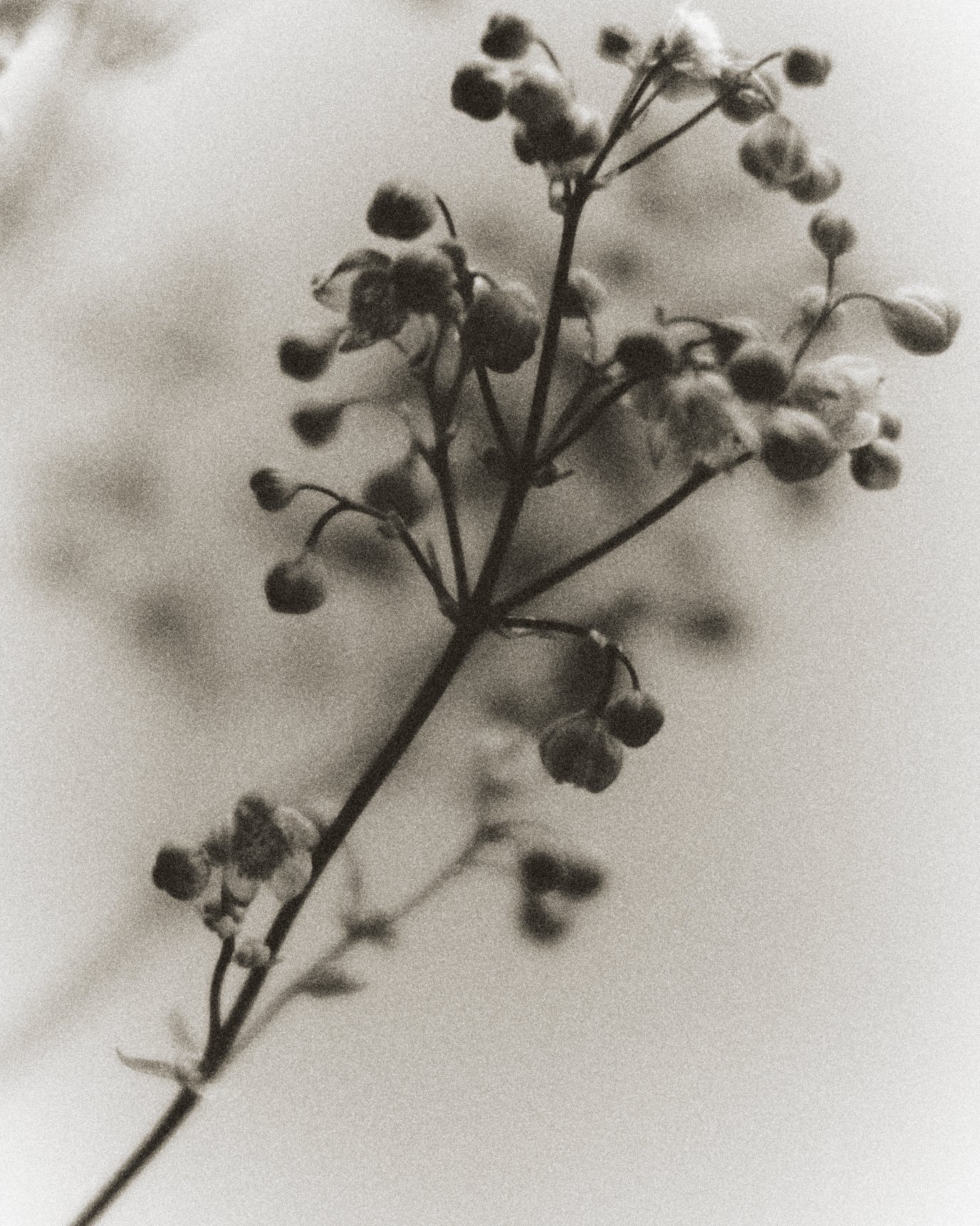 261801_FLOWERSONTHEEDGE_TILLYWACE_1654.jpg