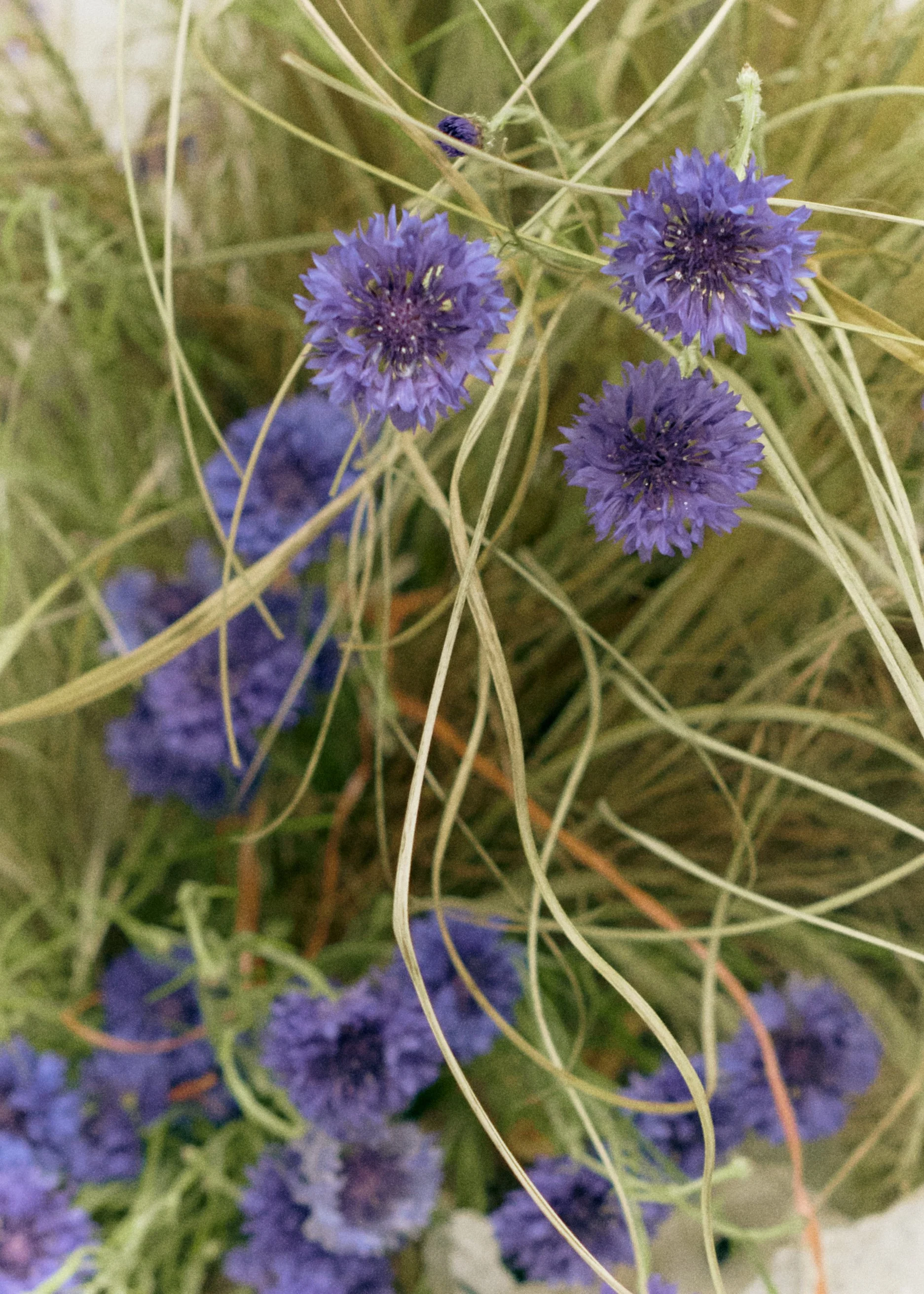 261801_FLOWERSONTHEEDGE_TILLYWACE_0871.jpg