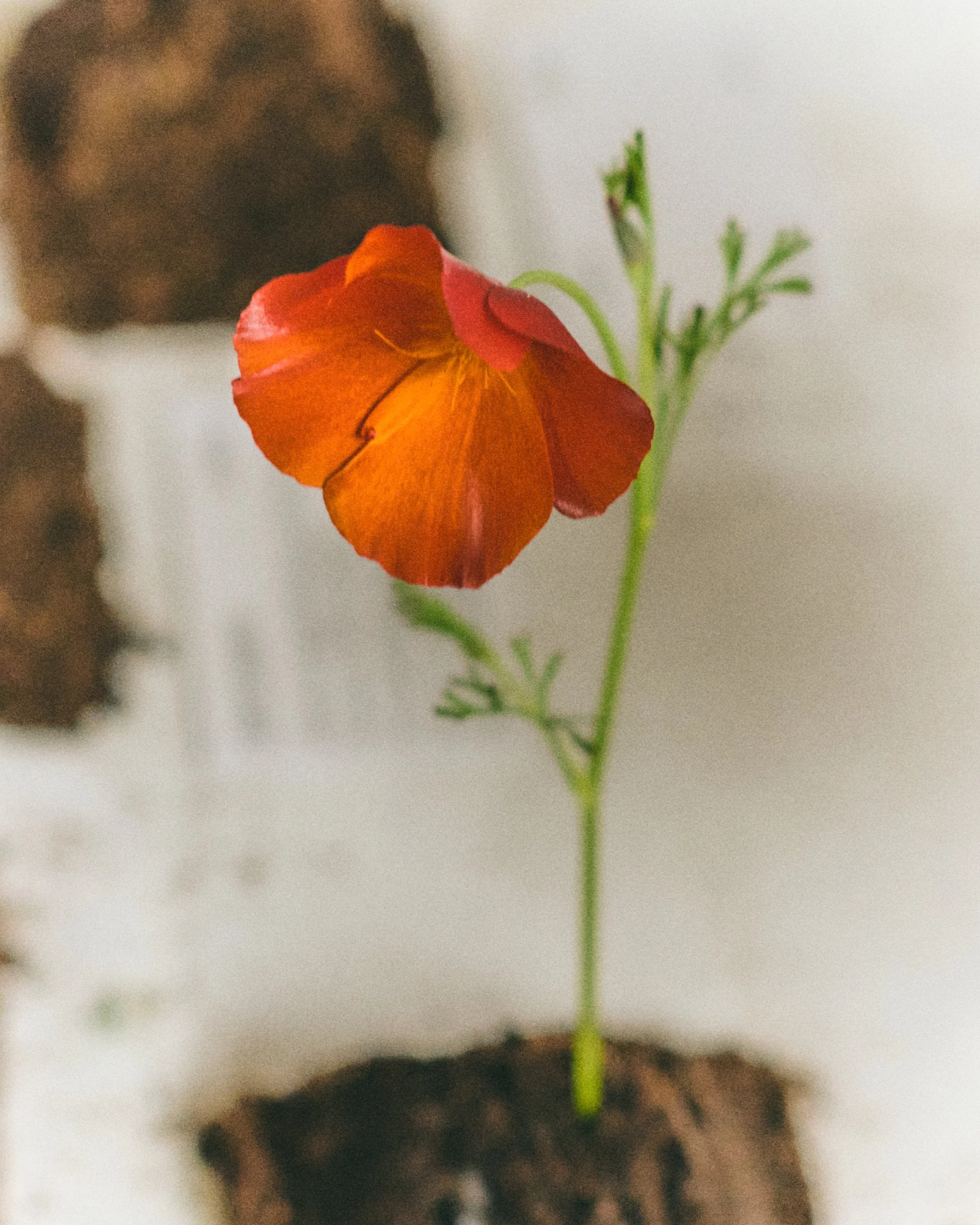 261801_FLOWERSONTHEEDGE_TILLYWACE_1106.jpg