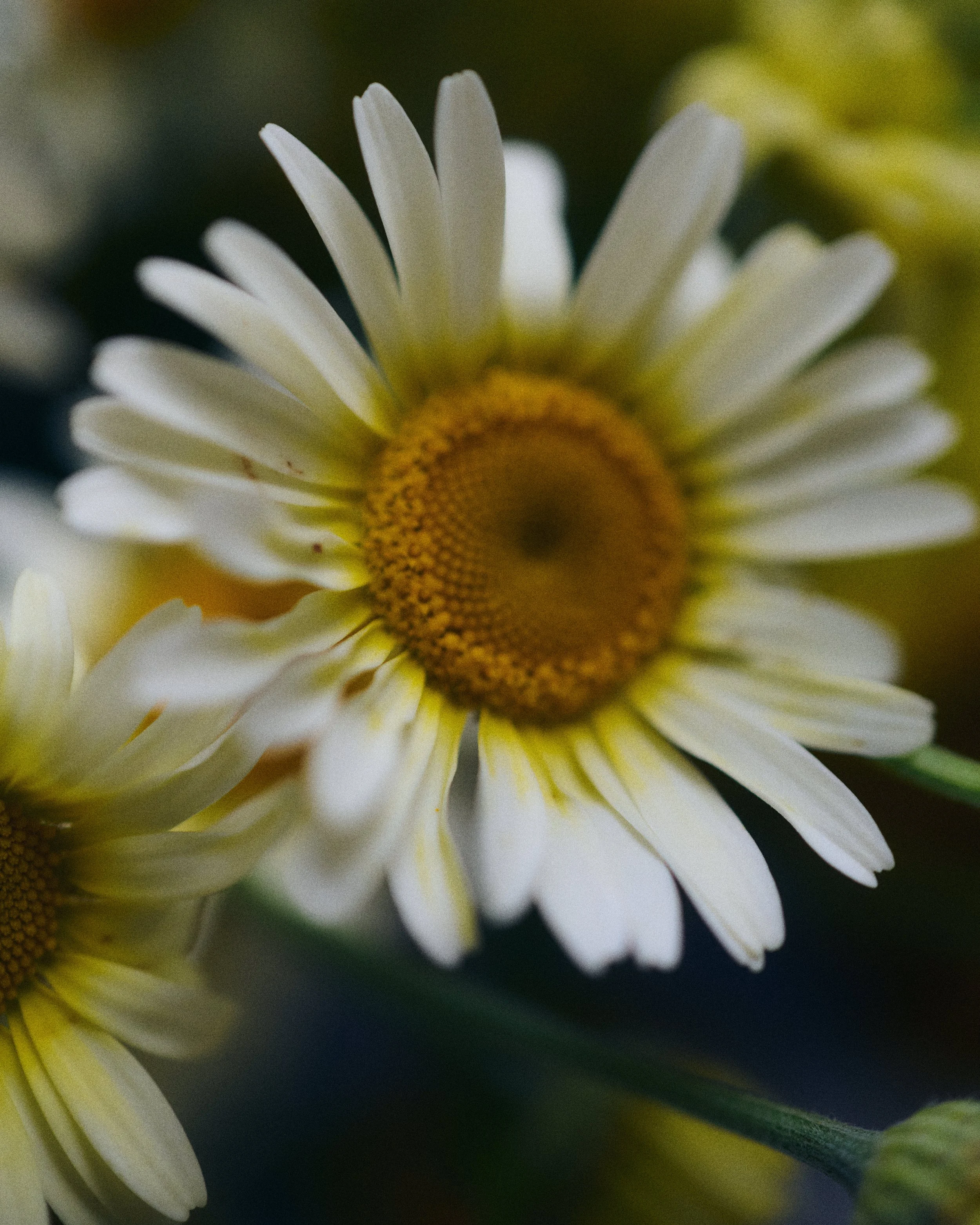 261801_FLOWERSONTHEEDGE_TILLYWACE_0695.jpg