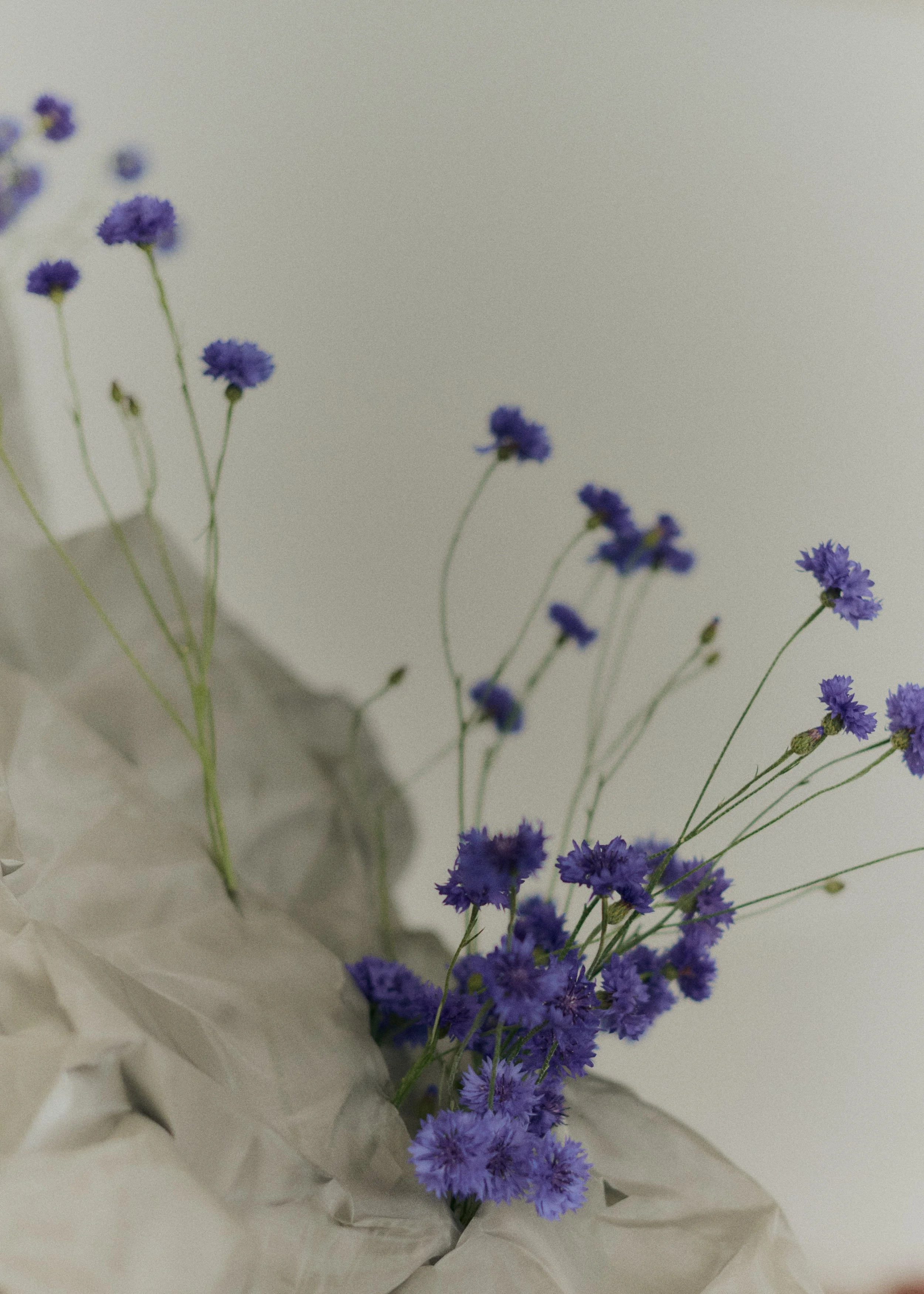 Copy of 259619_FlowersOnTheEdge_0432.jpg