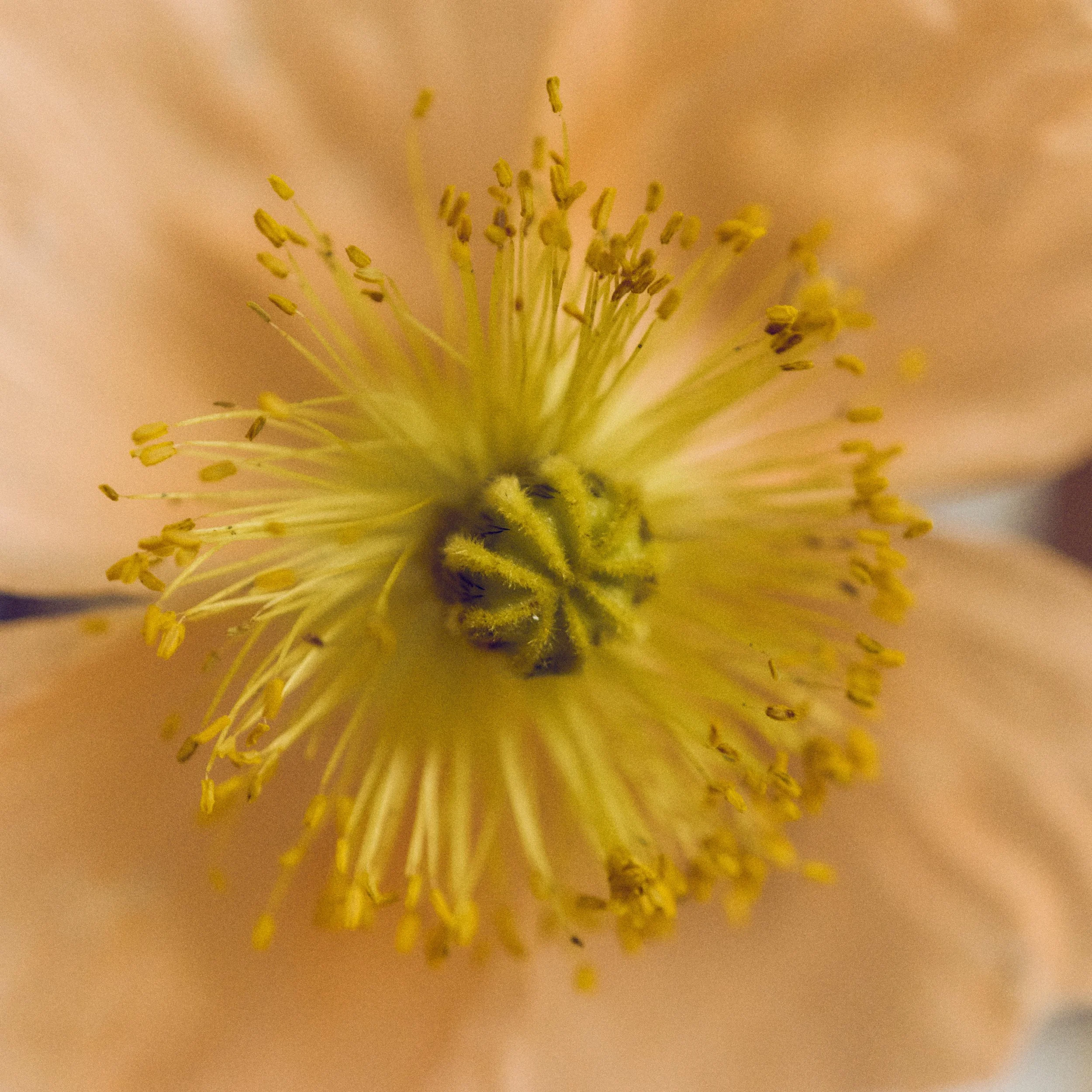 261801_FLOWERSONTHEEDGE_TILLYWACE_0721.jpg