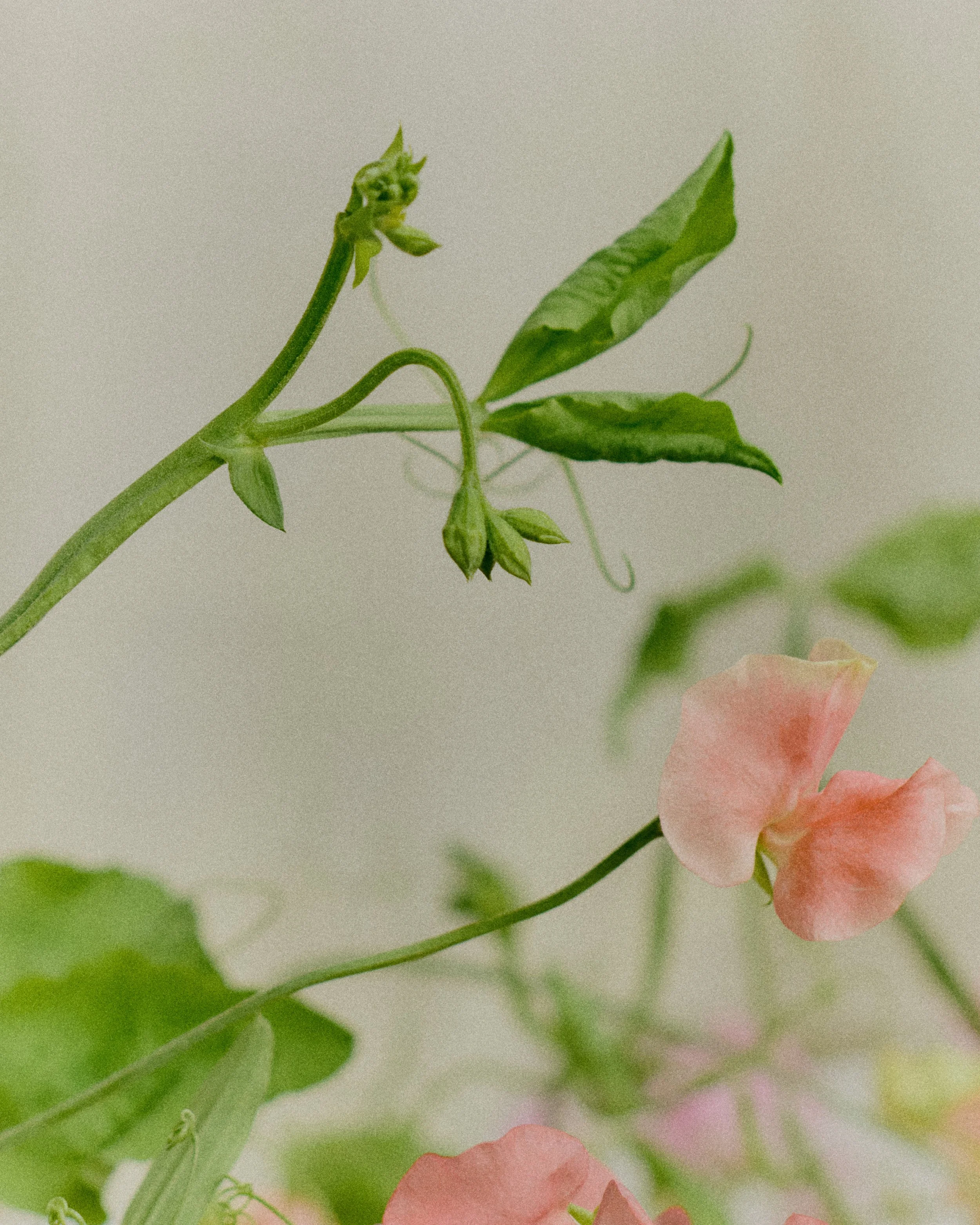 261801_FLOWERSONTHEEDGE_TILLYWACE_1021.jpg