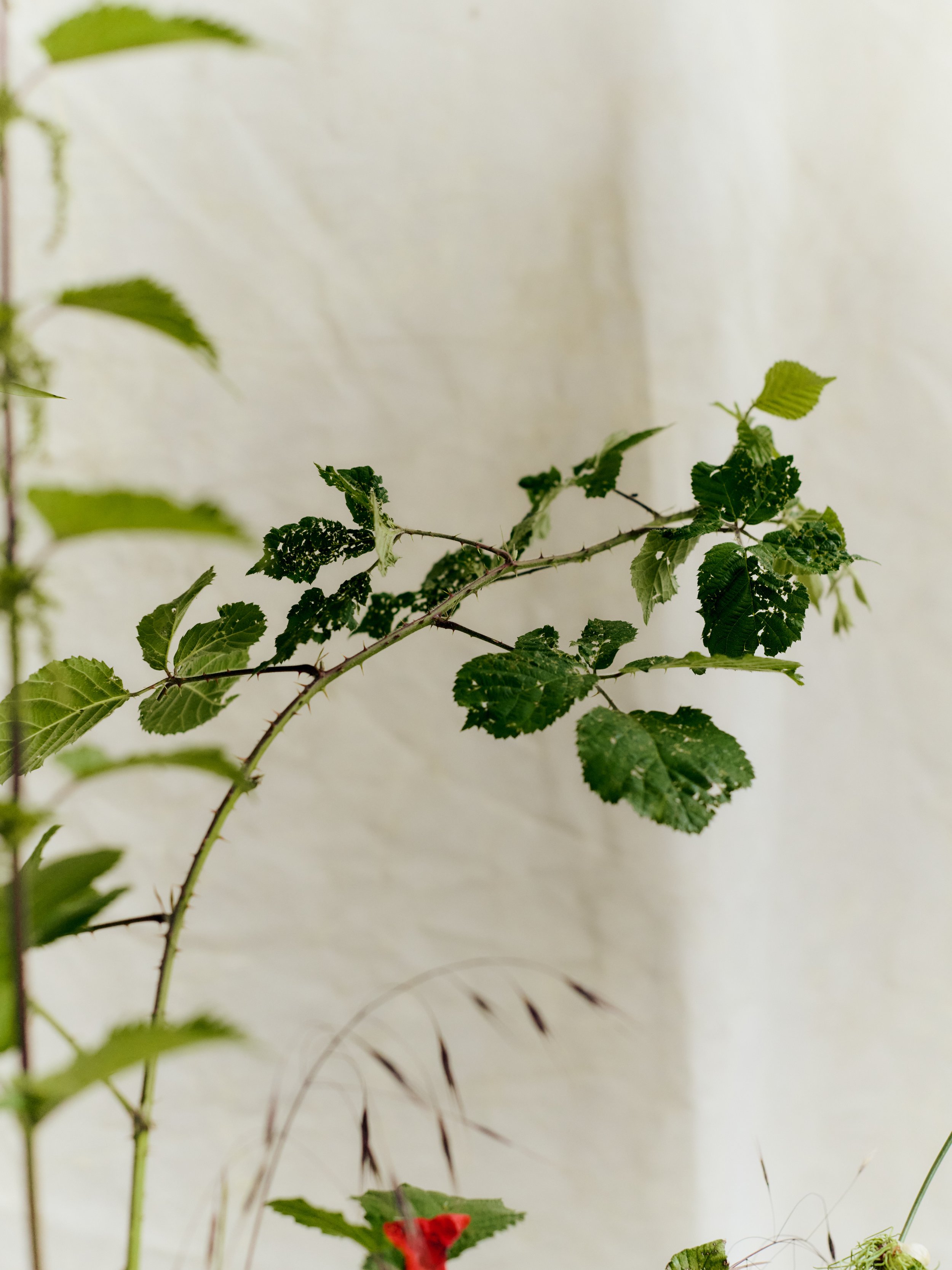 261801_FLOWERSONTHEEDGE_TILLYWACE_1556.jpg