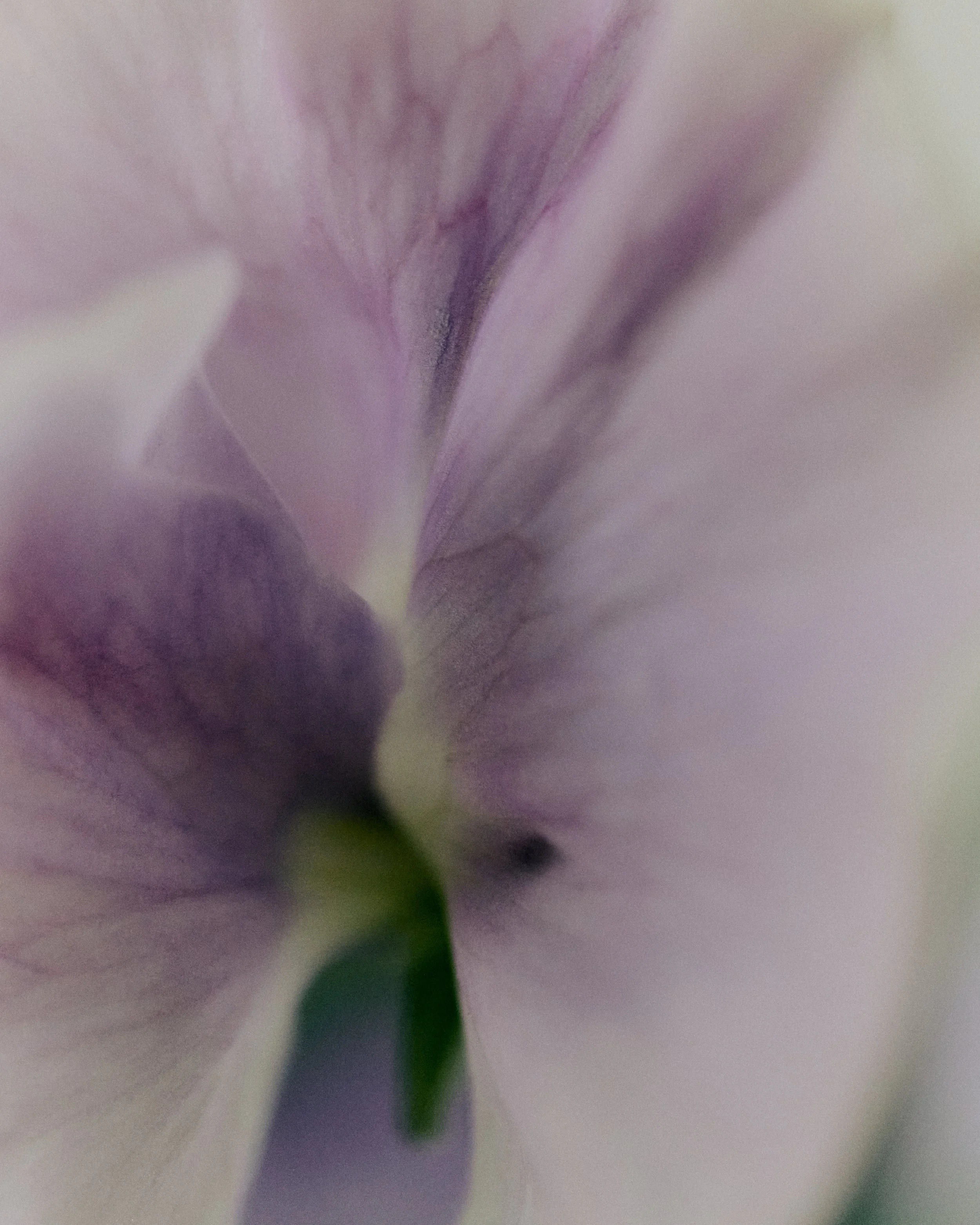 261801_FLOWERSONTHEEDGE_TILLYWACE_0814.jpg