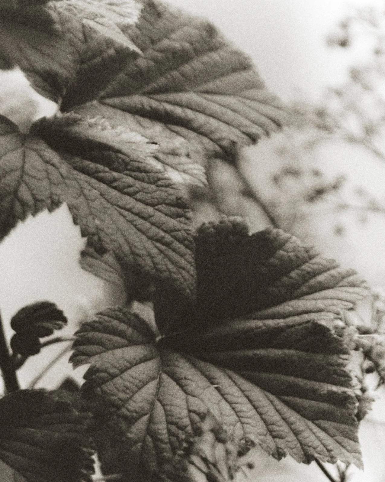 261801_FLOWERSONTHEEDGE_TILLYWACE_1651.jpg