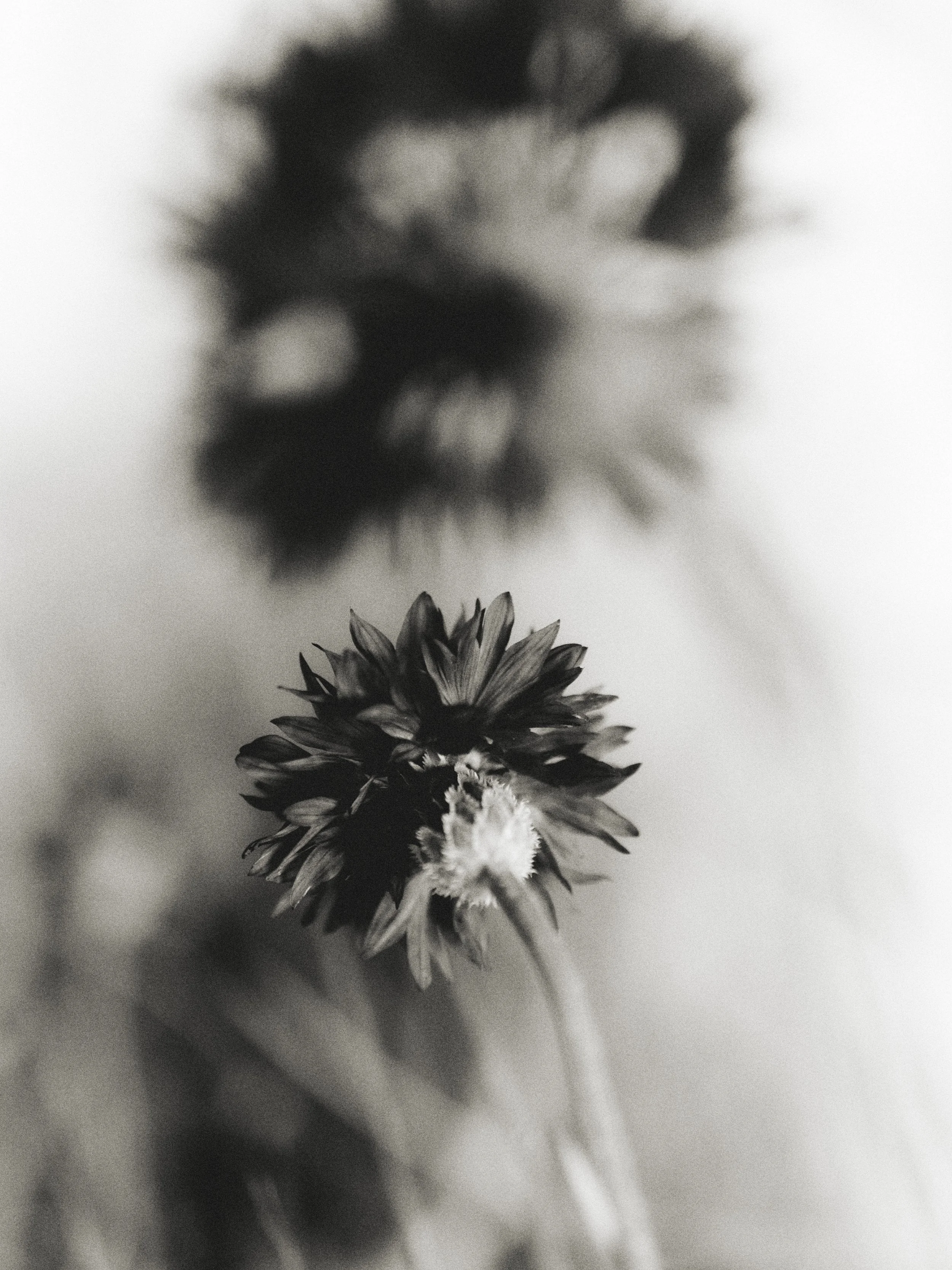 261801_FLOWERSONTHEEDGE_TILLYWACE_0673.jpg