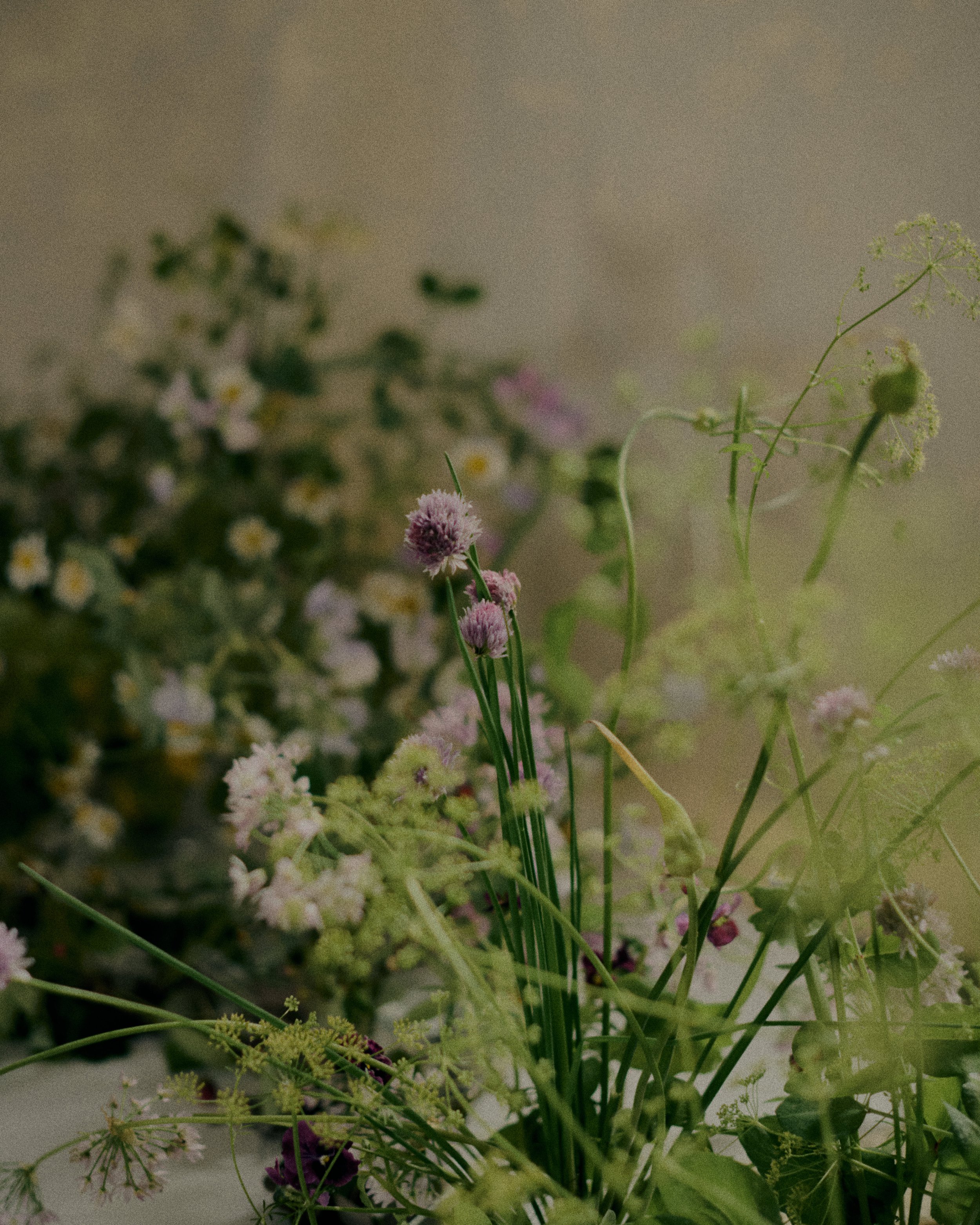 261801_FLOWERSONTHEEDGE_TILLYWACE_1875.jpg
