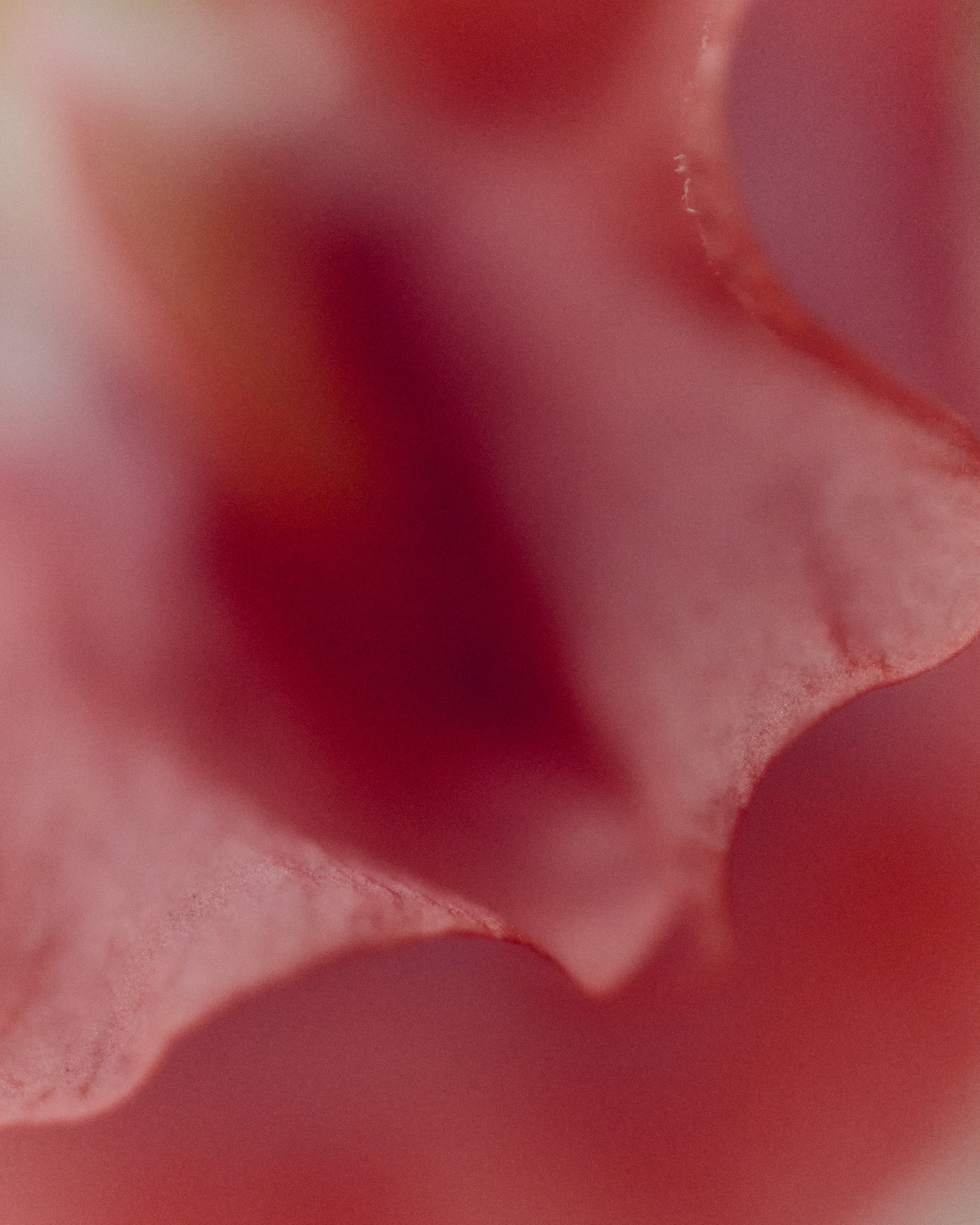 261801_FLOWERSONTHEEDGE_TILLYWACE_0820.jpg