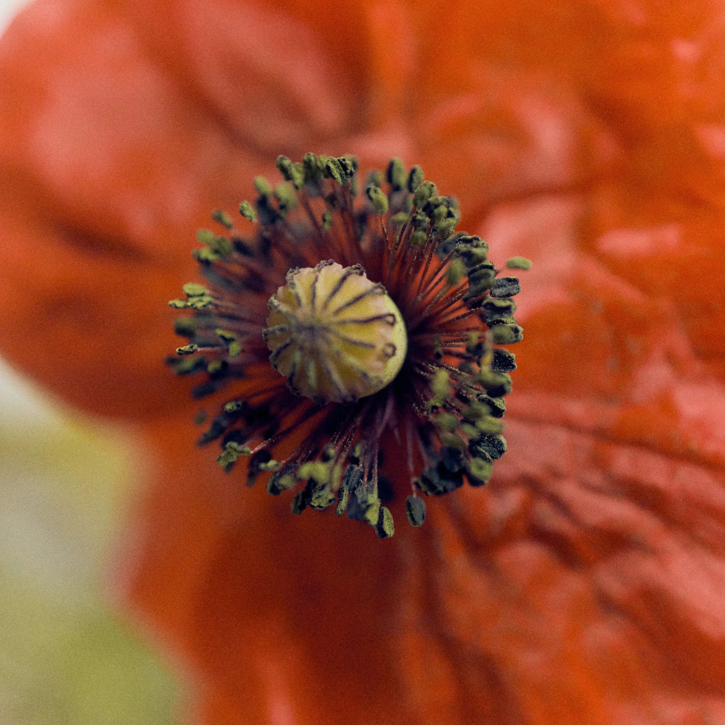 261801_FLOWERSONTHEEDGE_TILLYWACE_0720.jpg