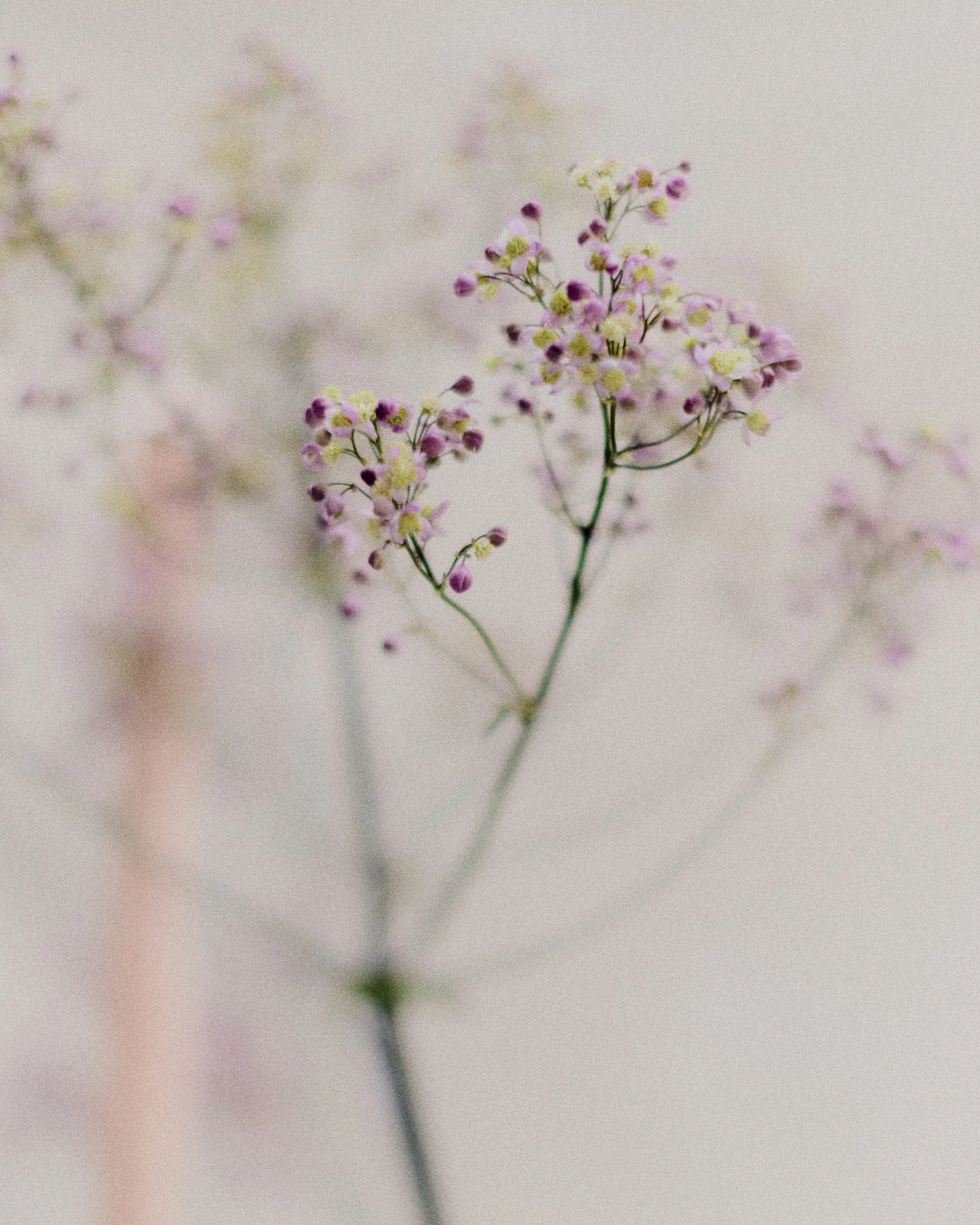 261801_FLOWERSONTHEEDGE_TILLYWACE_1653.jpg