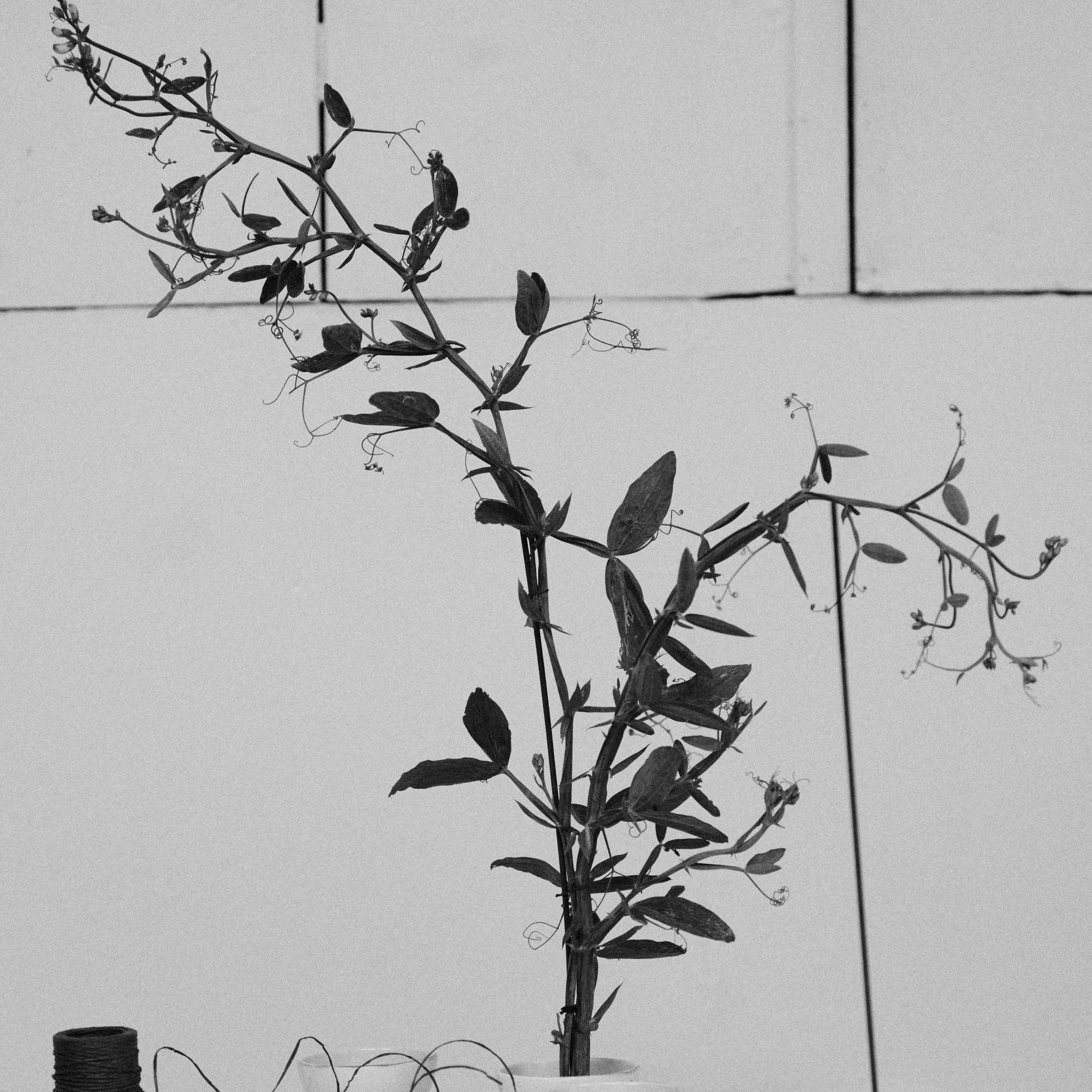 261801_FLOWERSONTHEEDGE_TILLYWACE_0382.jpg