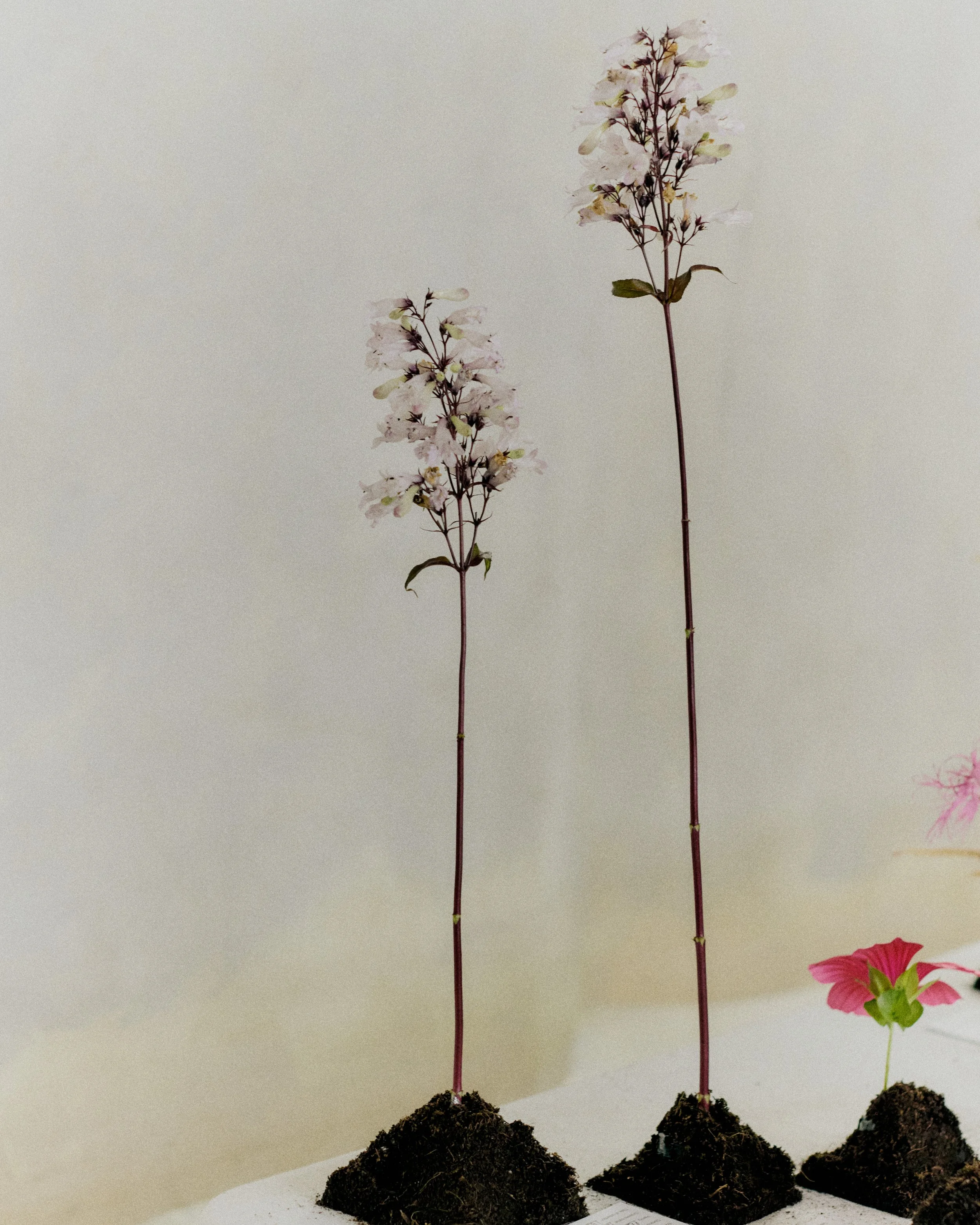 261801_FLOWERSONTHEEDGE_TILLYWACE_1099.jpg