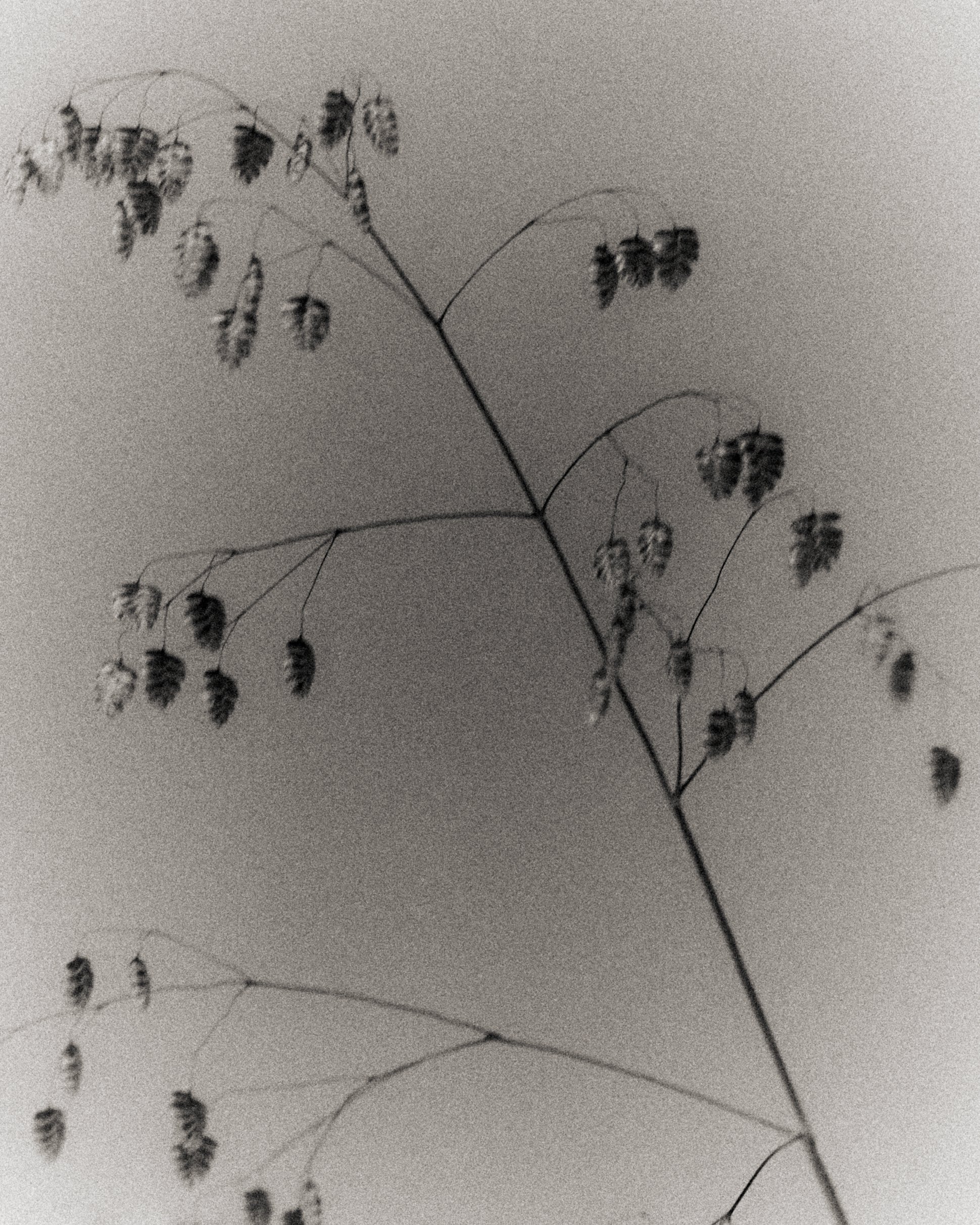 261801_FLOWERSONTHEEDGE_TILLYWACE_1403.jpg
