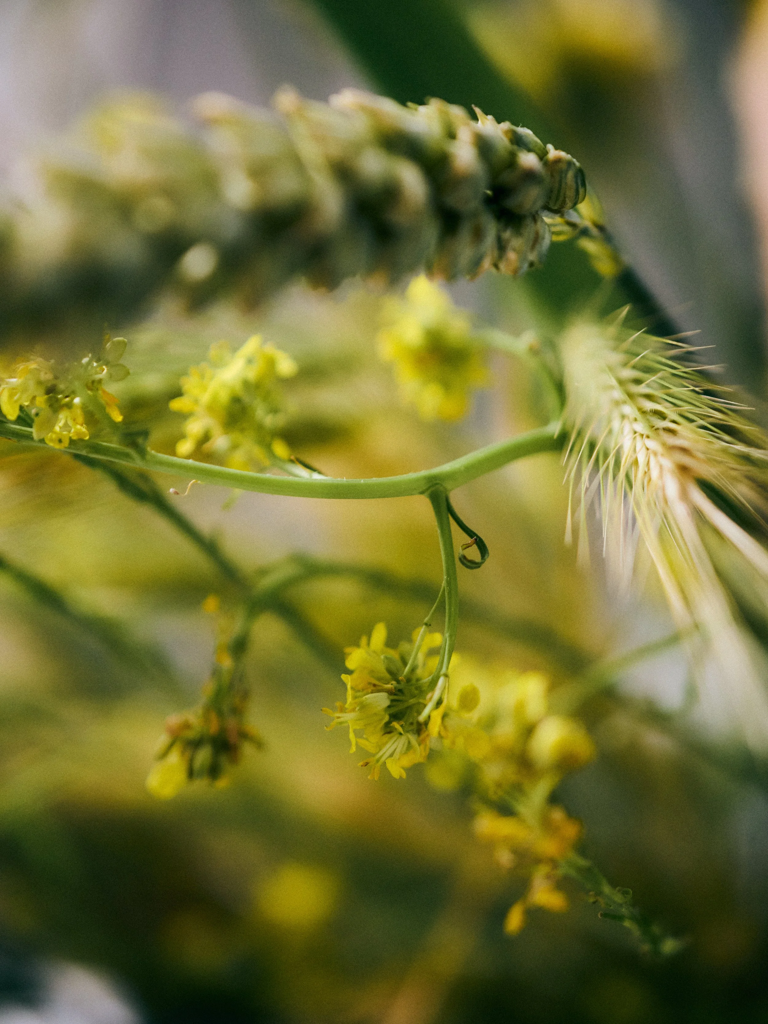 261801_FLOWERSONTHEEDGE_TILLYWACE_1388.jpg