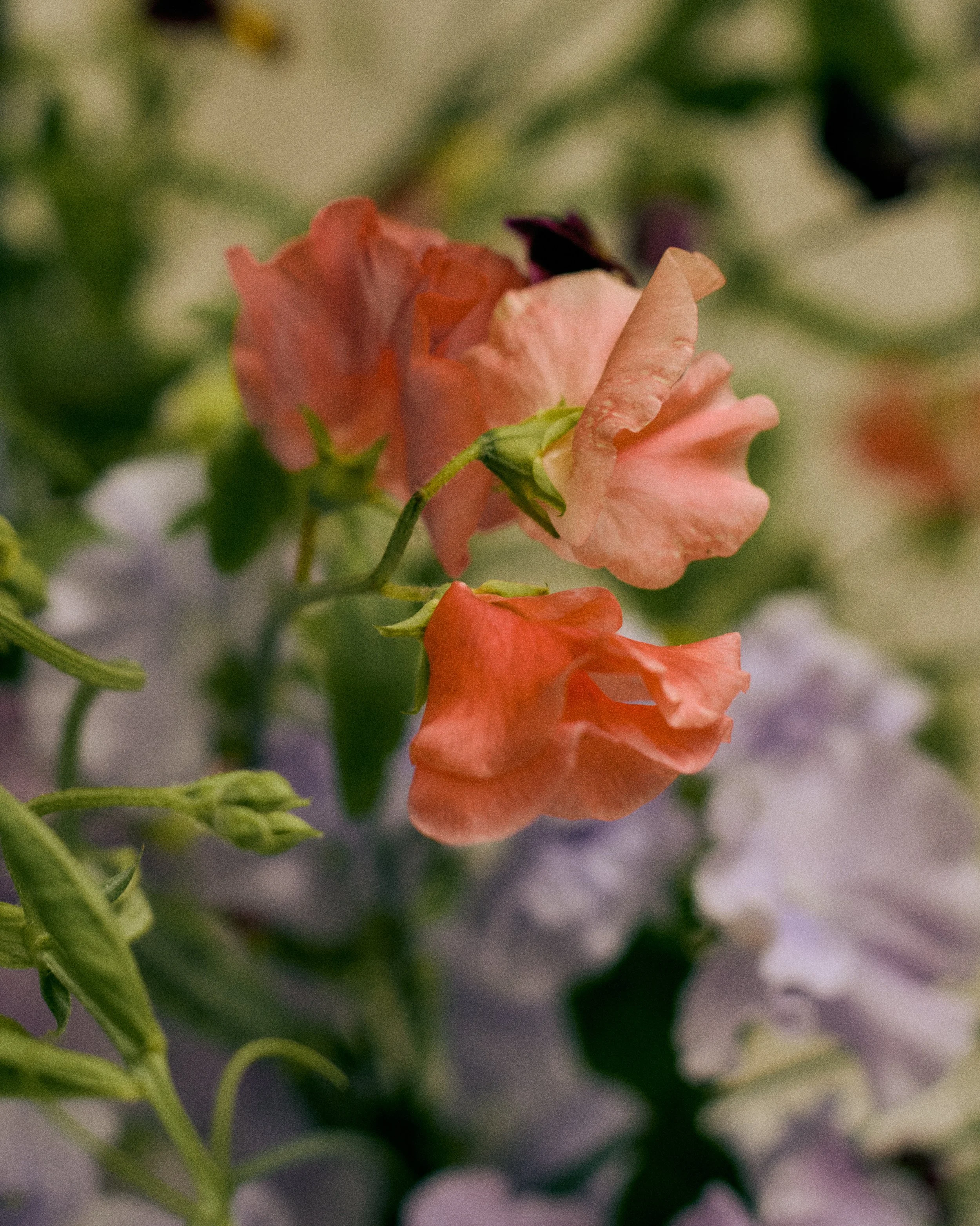 261801_FLOWERSONTHEEDGE_TILLYWACE_0981 1.jpg
