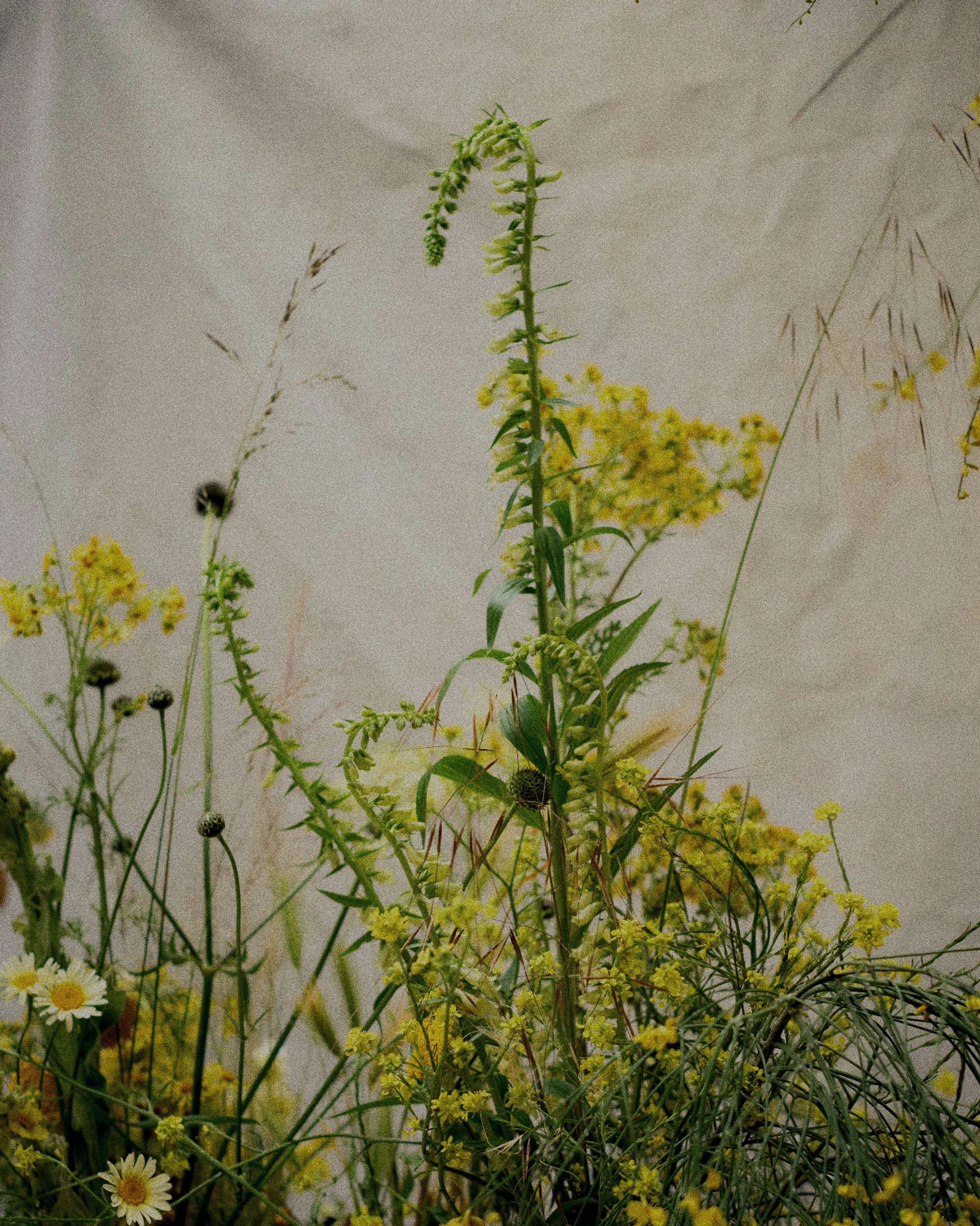 261801_FLOWERSONTHEEDGE_TILLYWACE_1039.jpg