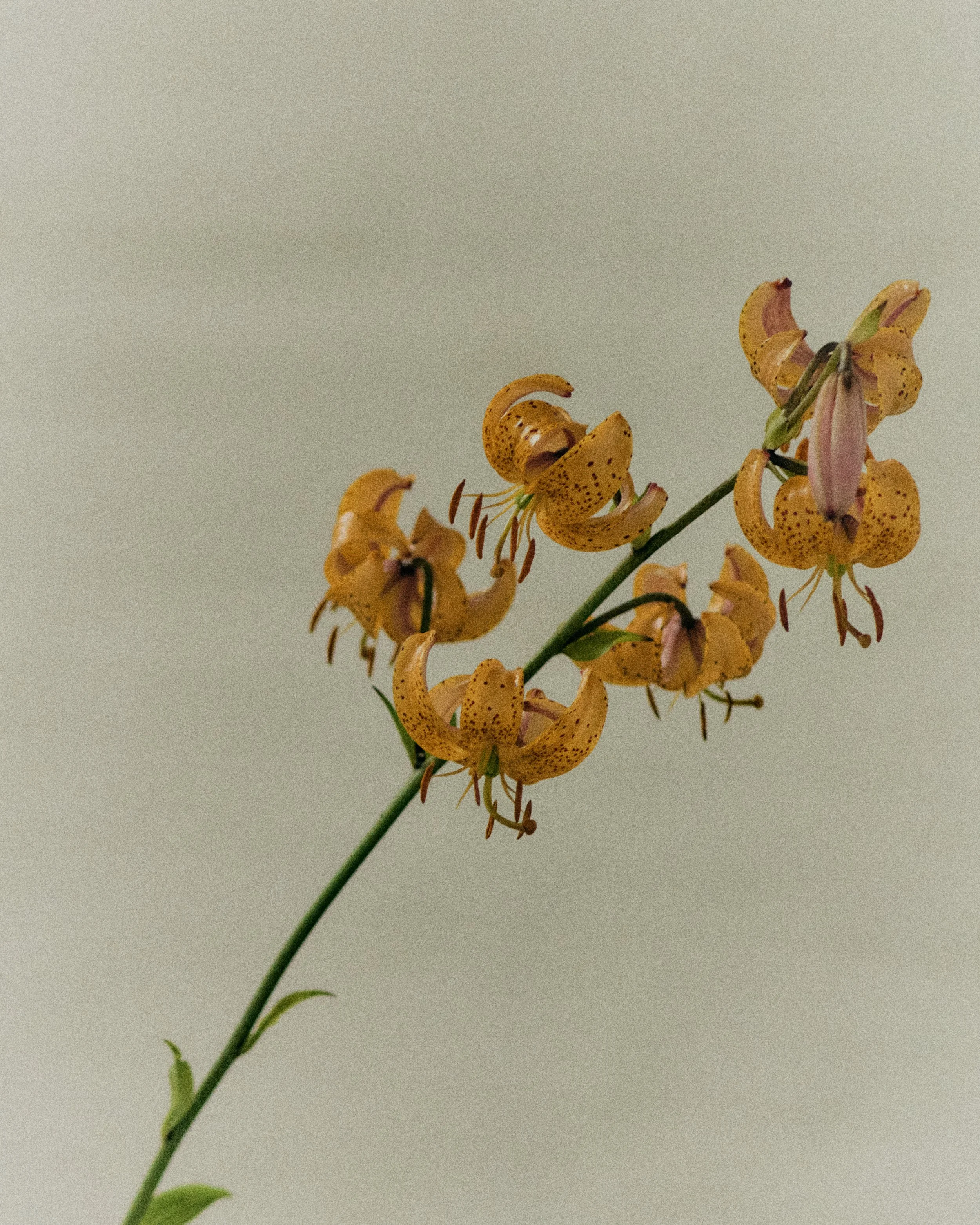 261801_FLOWERSONTHEEDGE_TILLYWACE_1415.jpg