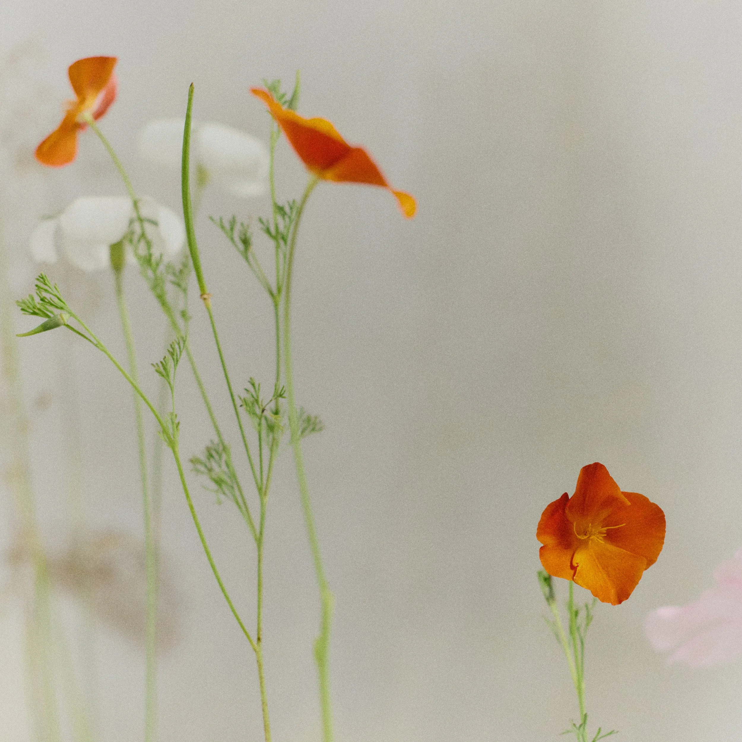 261801_FLOWERSONTHEEDGE_TILLYWACE_1103.jpg